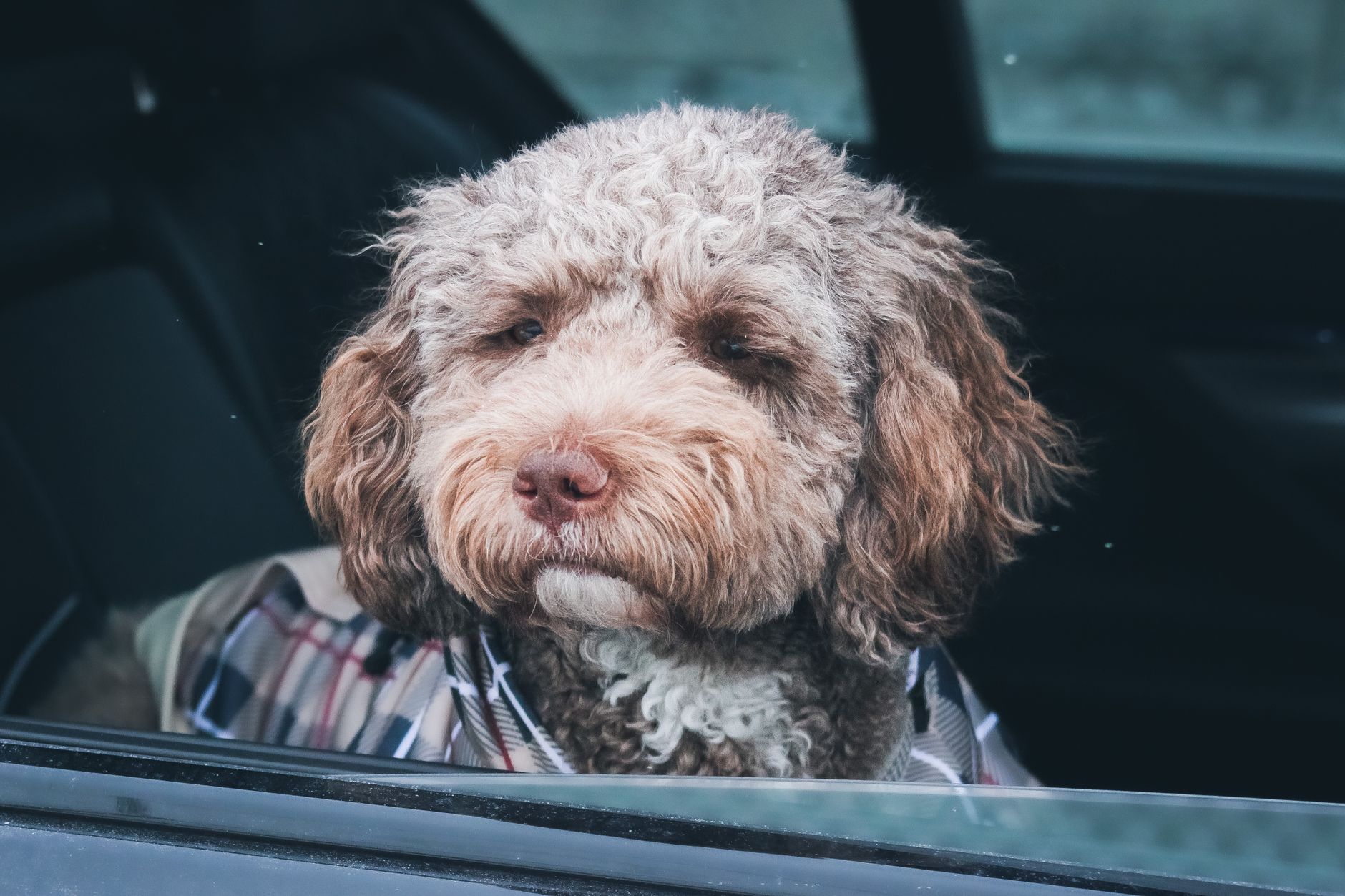 The Perfect Buddy