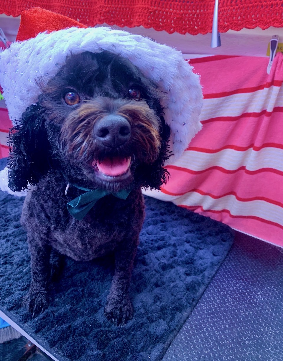 Kobi’s Mobile Dog Grooming — Pet Groomers
