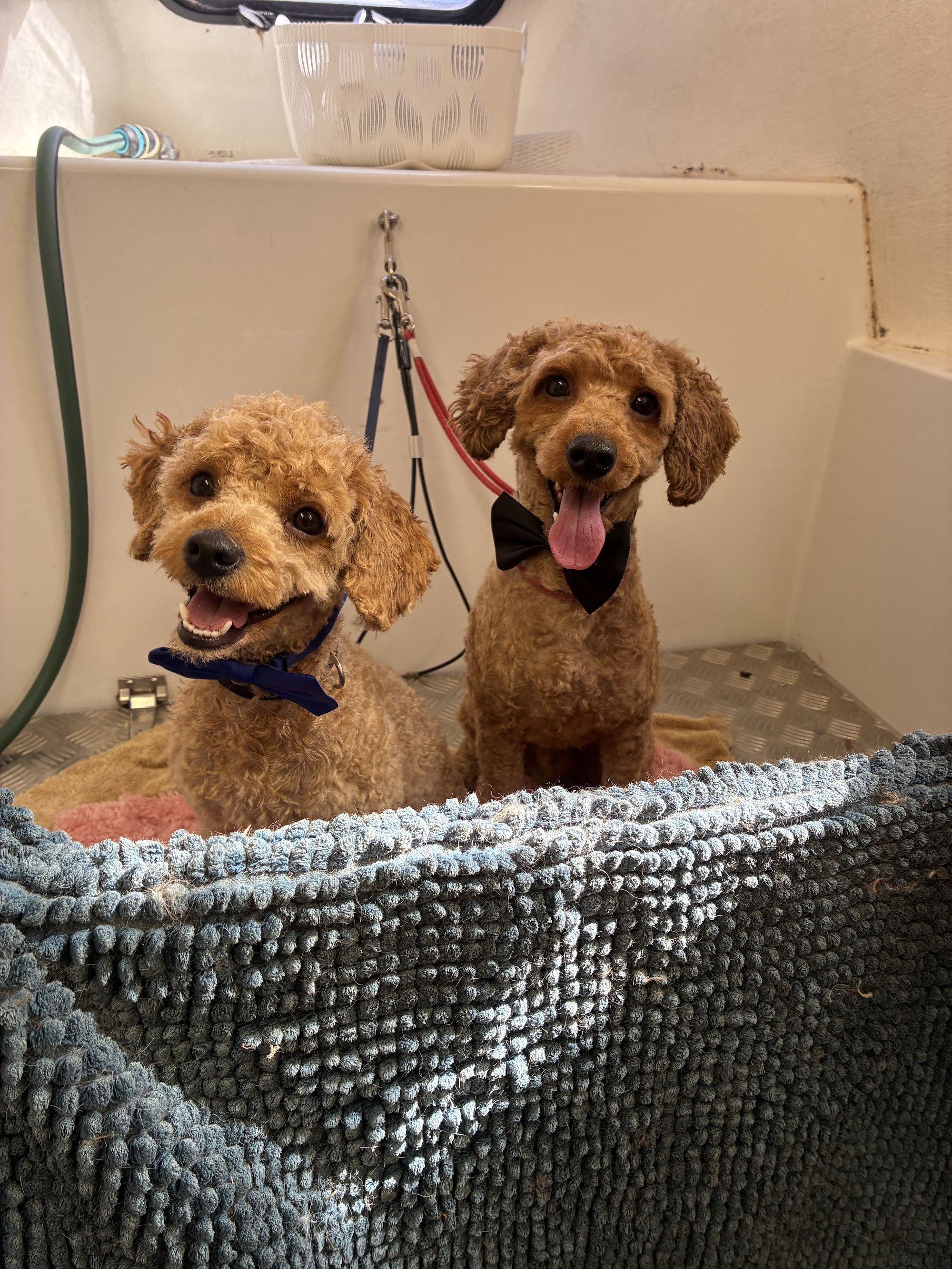 Kobi’s Mobile Dog Grooming