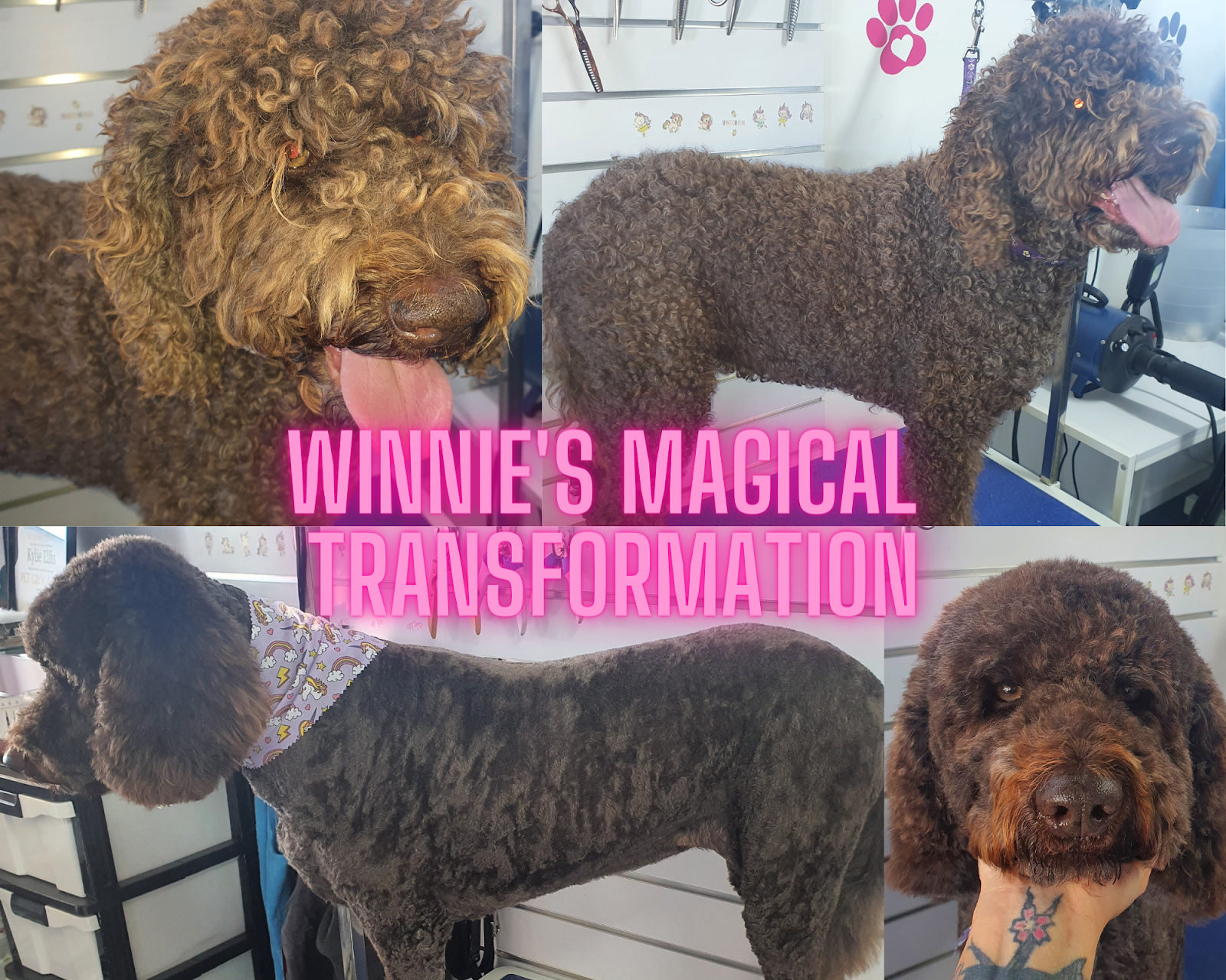 La Pooches Dog Grooming Ballina — Pet Groomers
