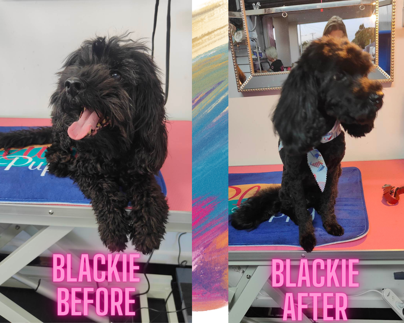 La Pooches Dog Grooming Ballina