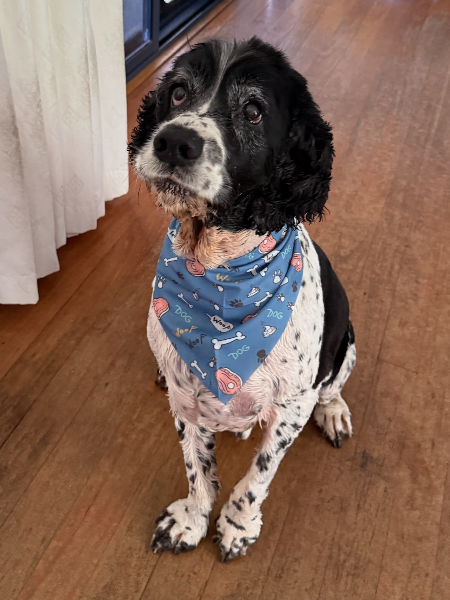 La Pooches Dog Grooming Ballina