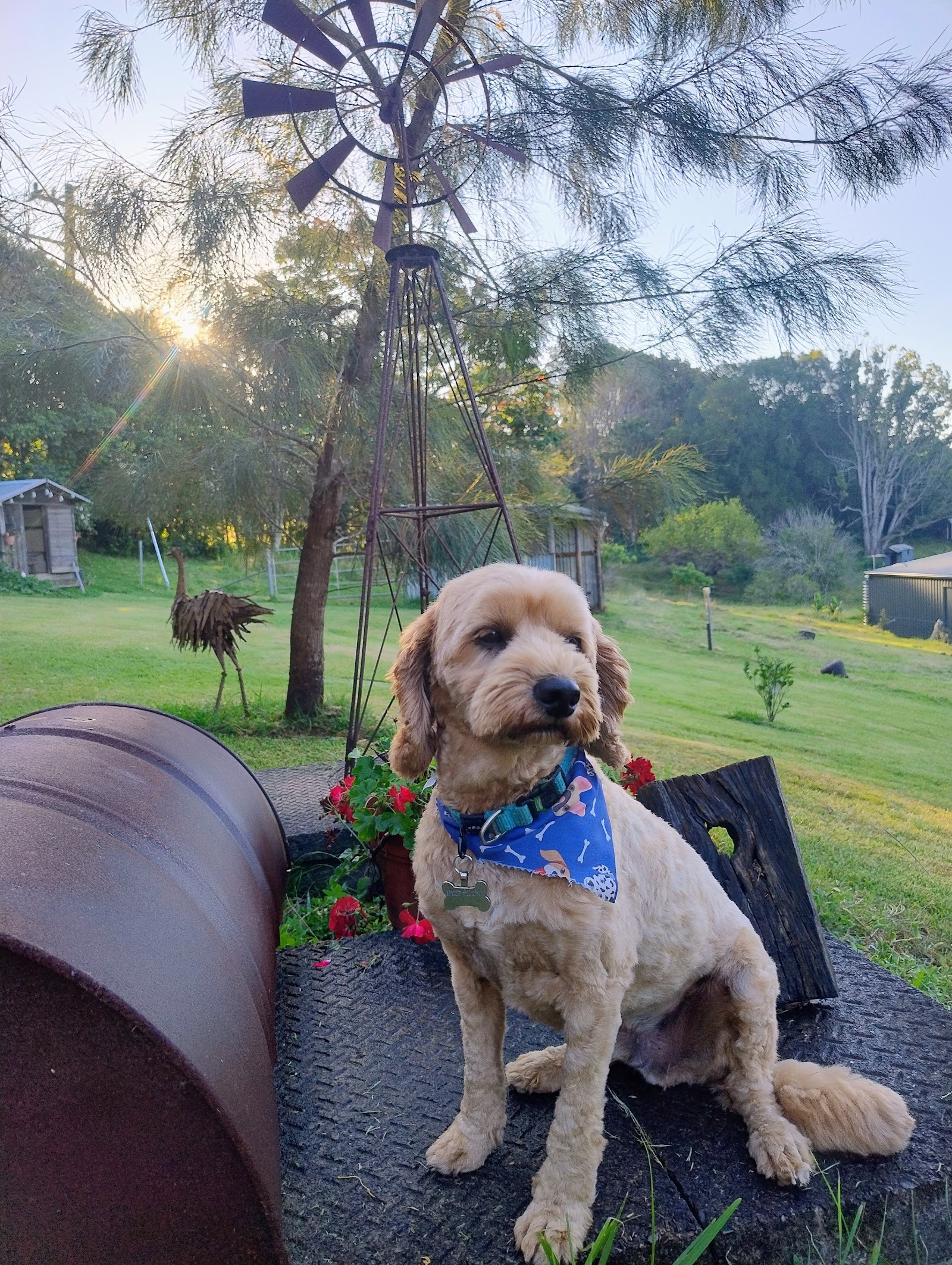 La Pooches Dog Grooming Ballina