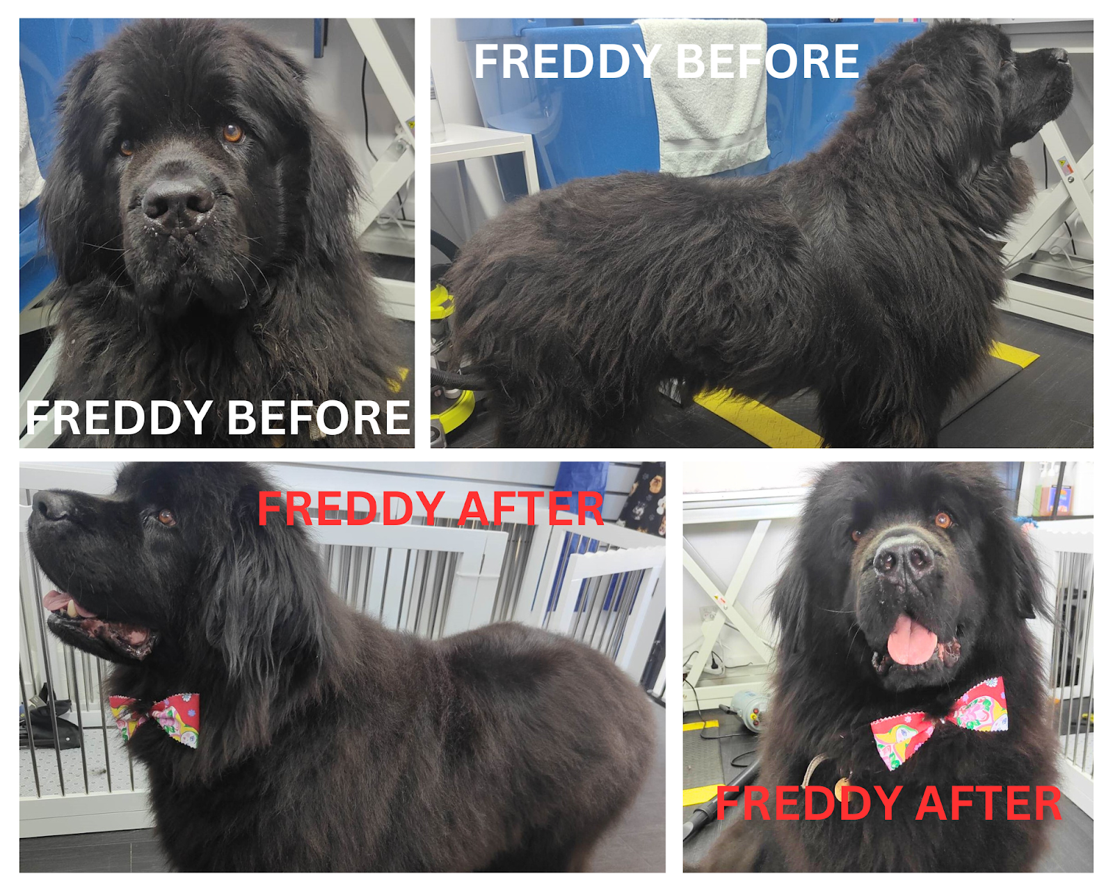 La Pooches Dog Grooming Ballina