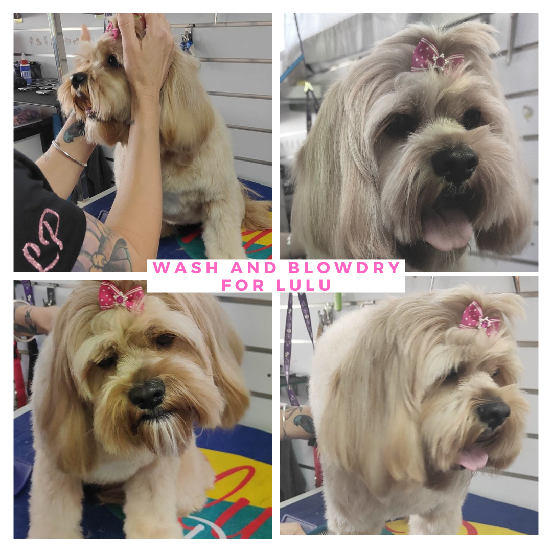 La Pooches Dog Grooming Ballina