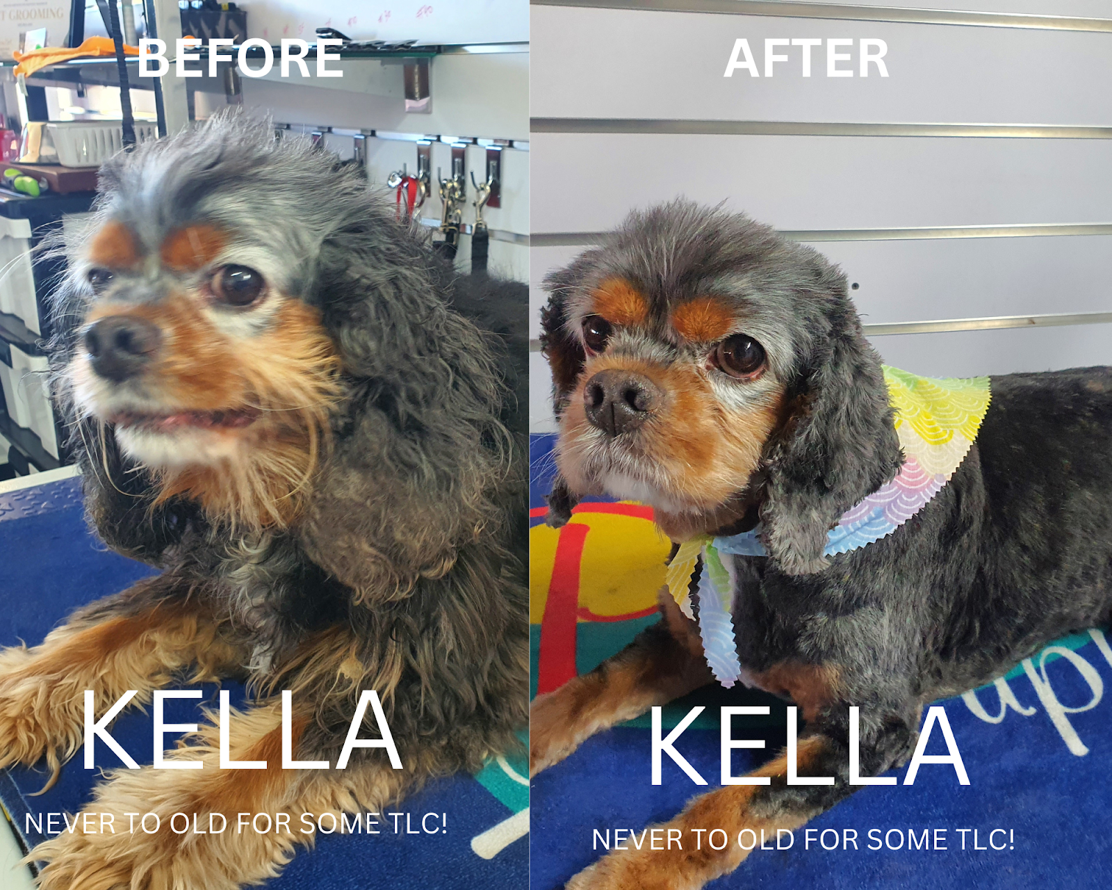 La Pooches Dog Grooming Ballina