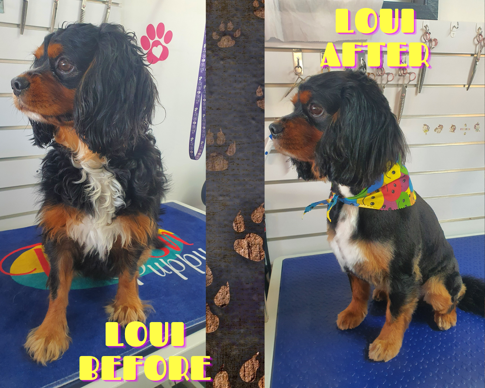 La Pooches Dog Grooming Ballina