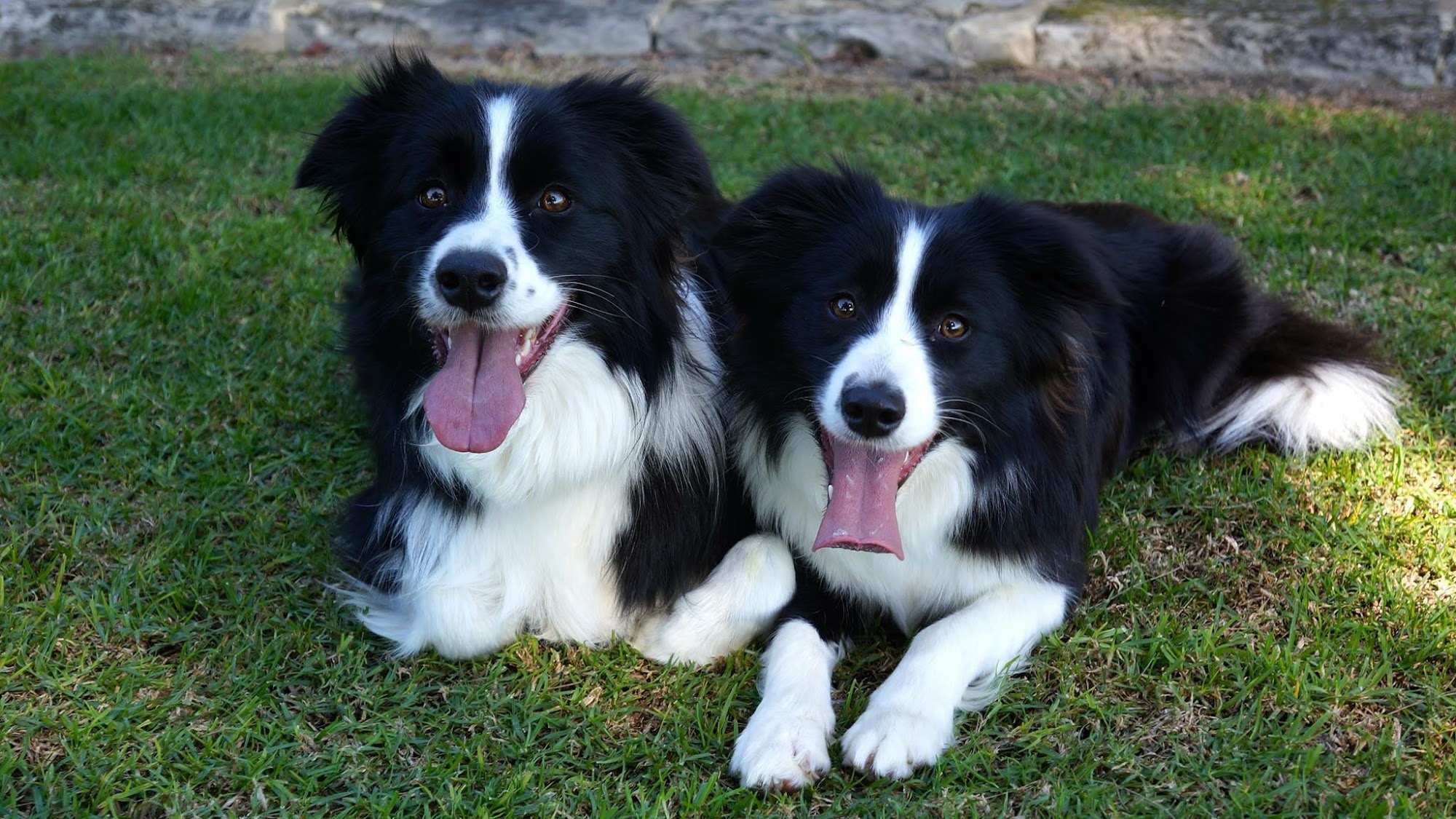K9 Playtime Doggy Daycare & Dog Grooming — Pet Groomers