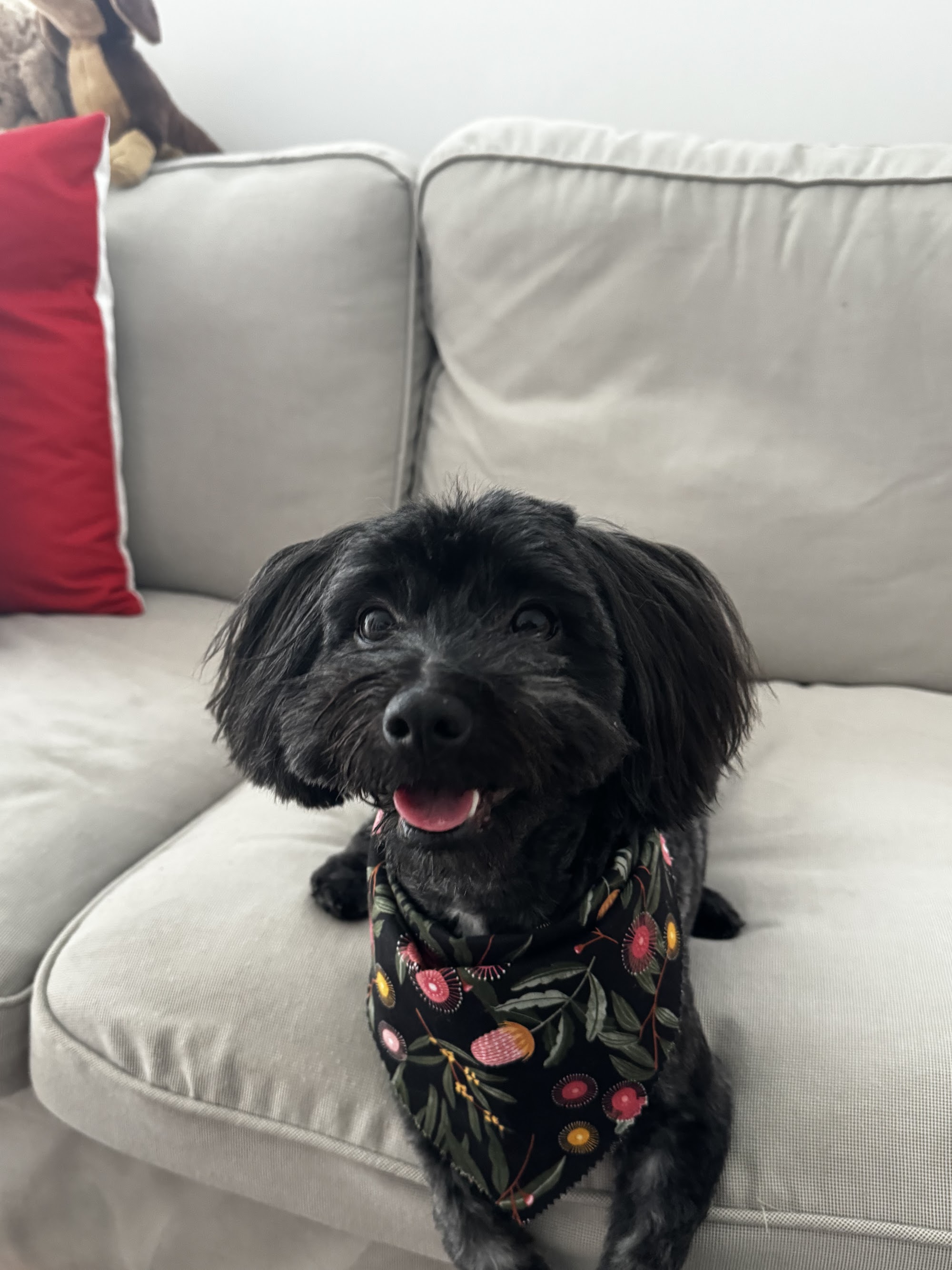 K9 Playtime Doggy Daycare & Dog Grooming