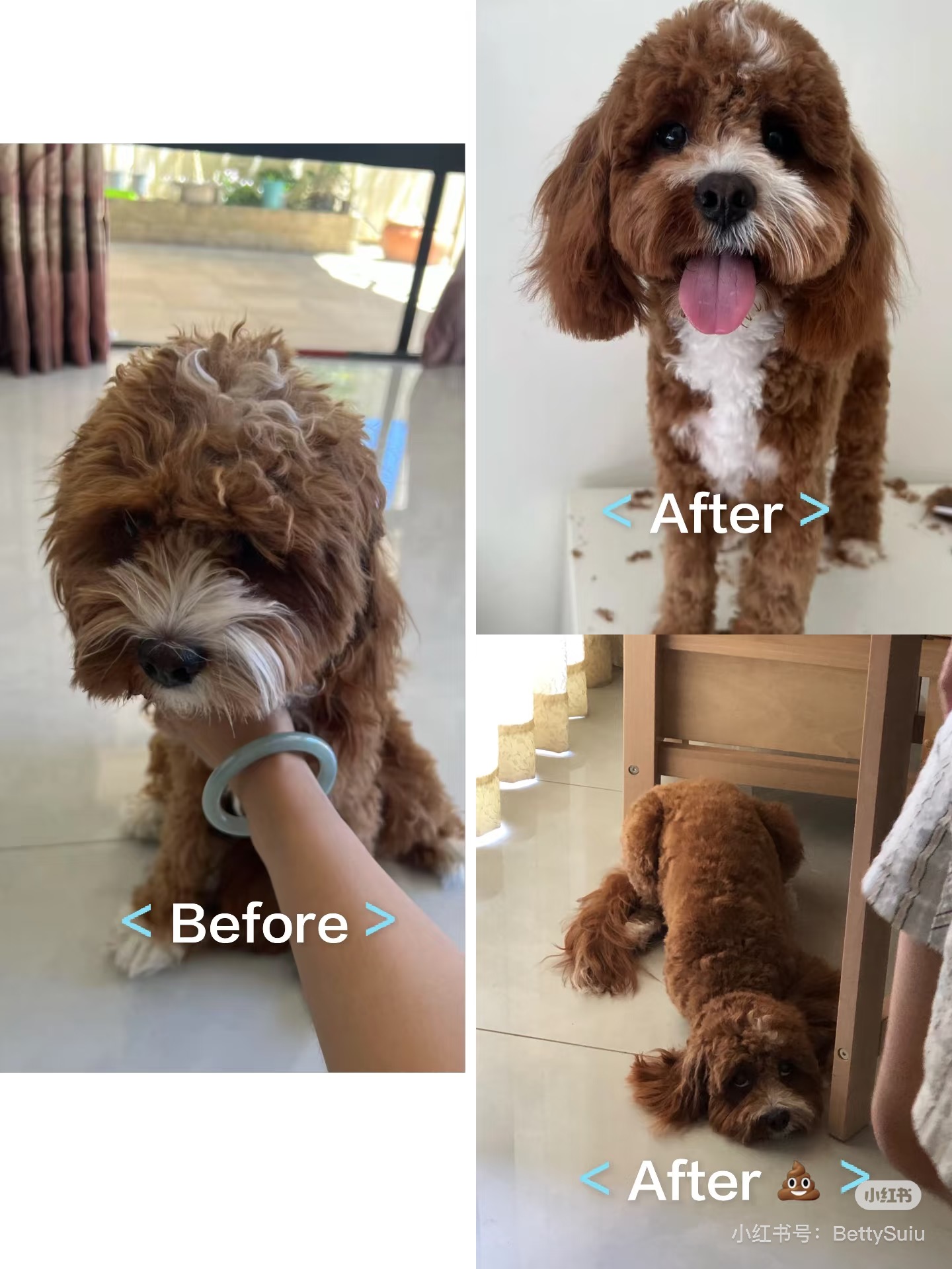 ButterPaws — Pet Groomers