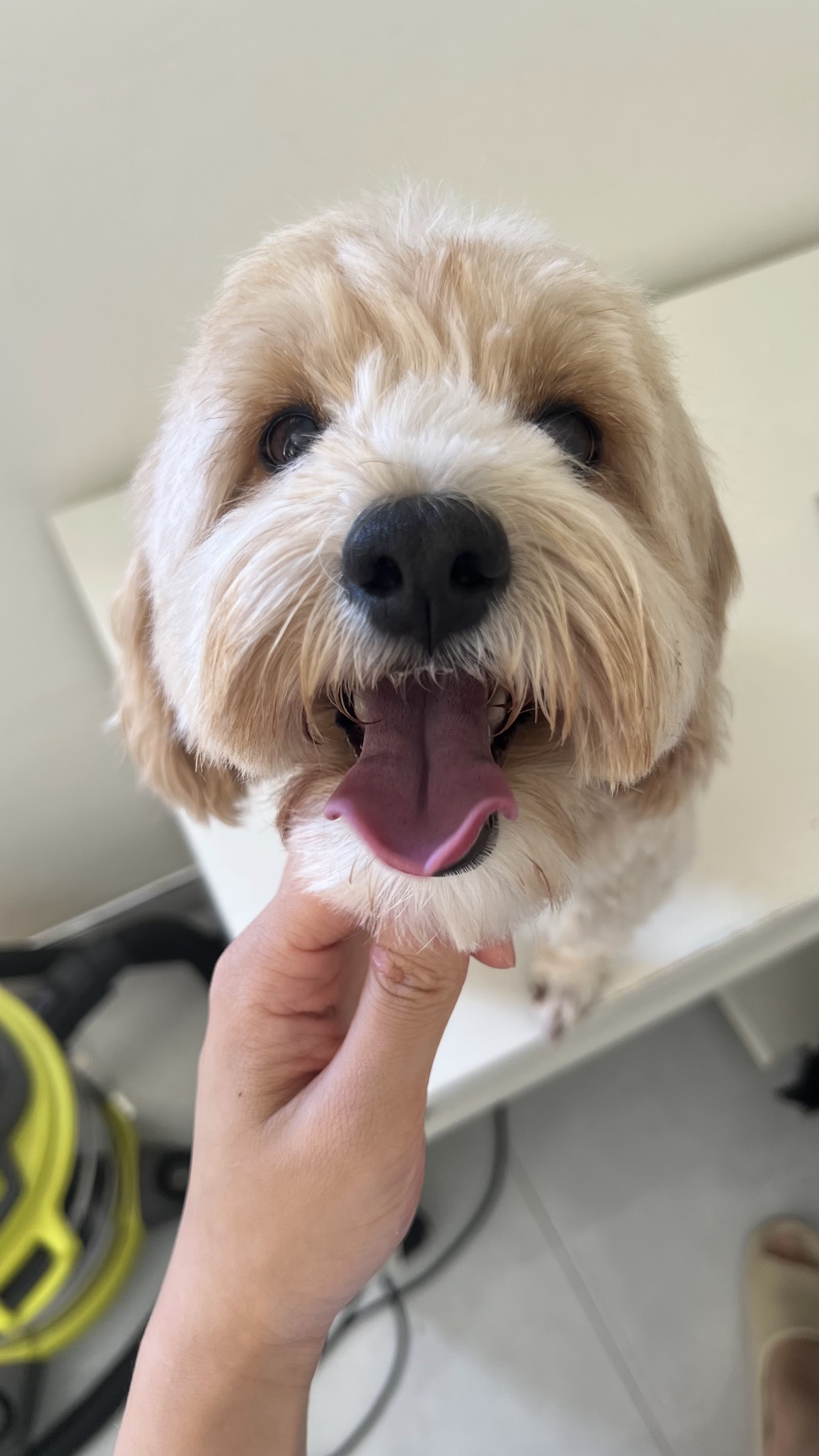 ButterPaws