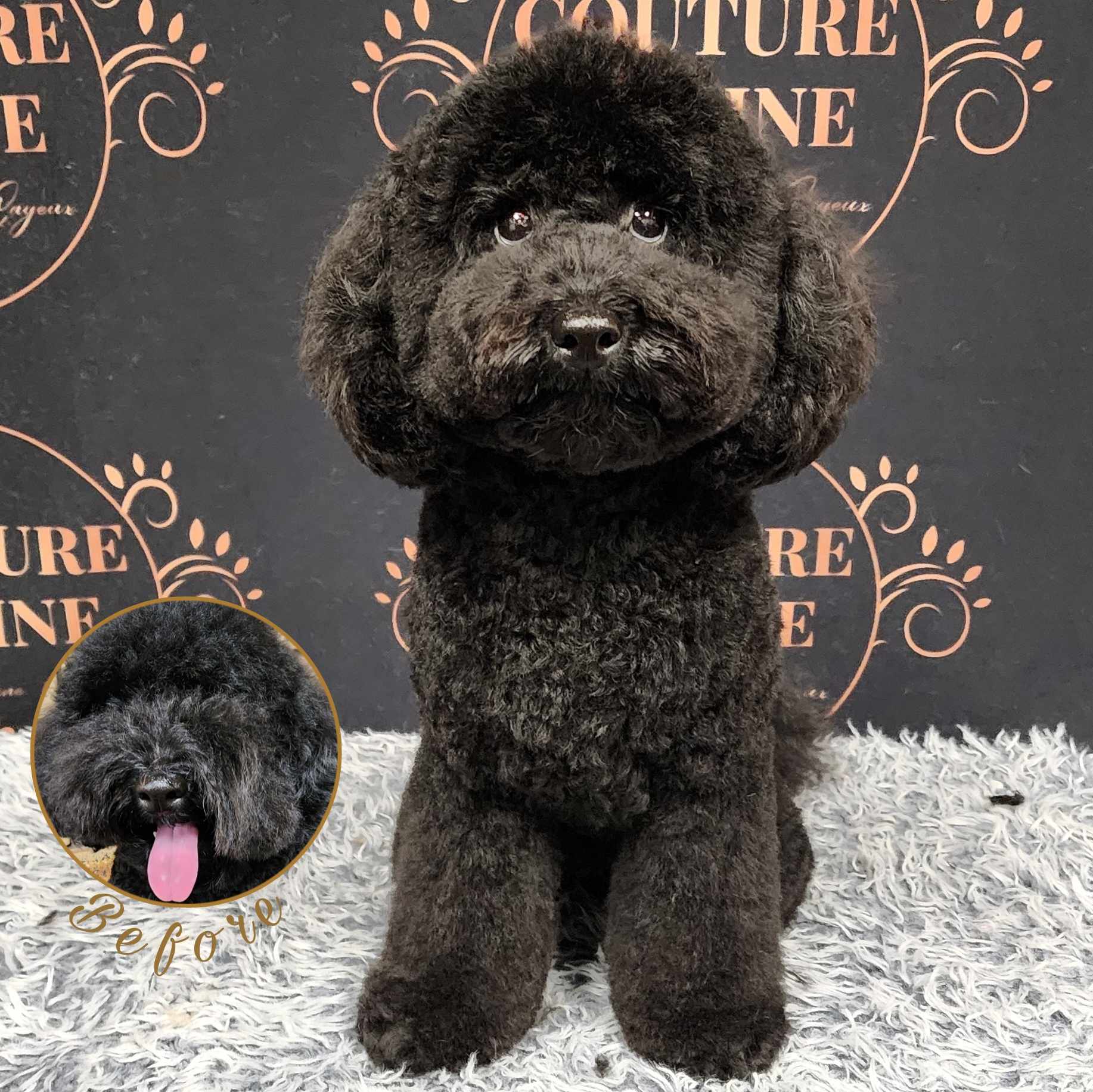 Couture Canine — Pet Groomers