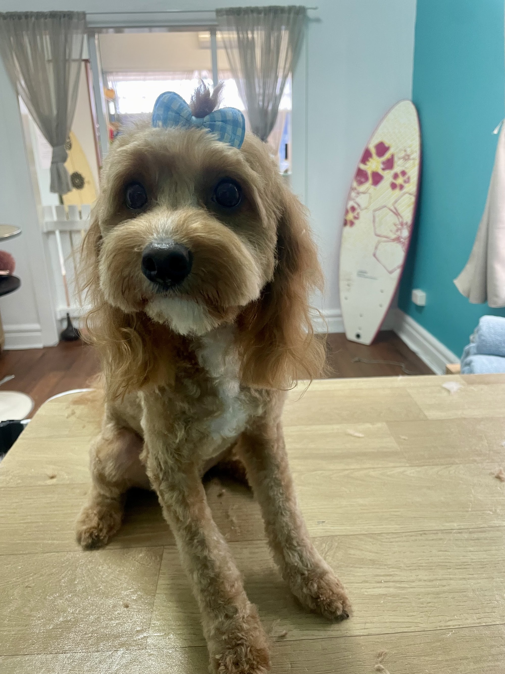 Salty Dog Pet Salon.