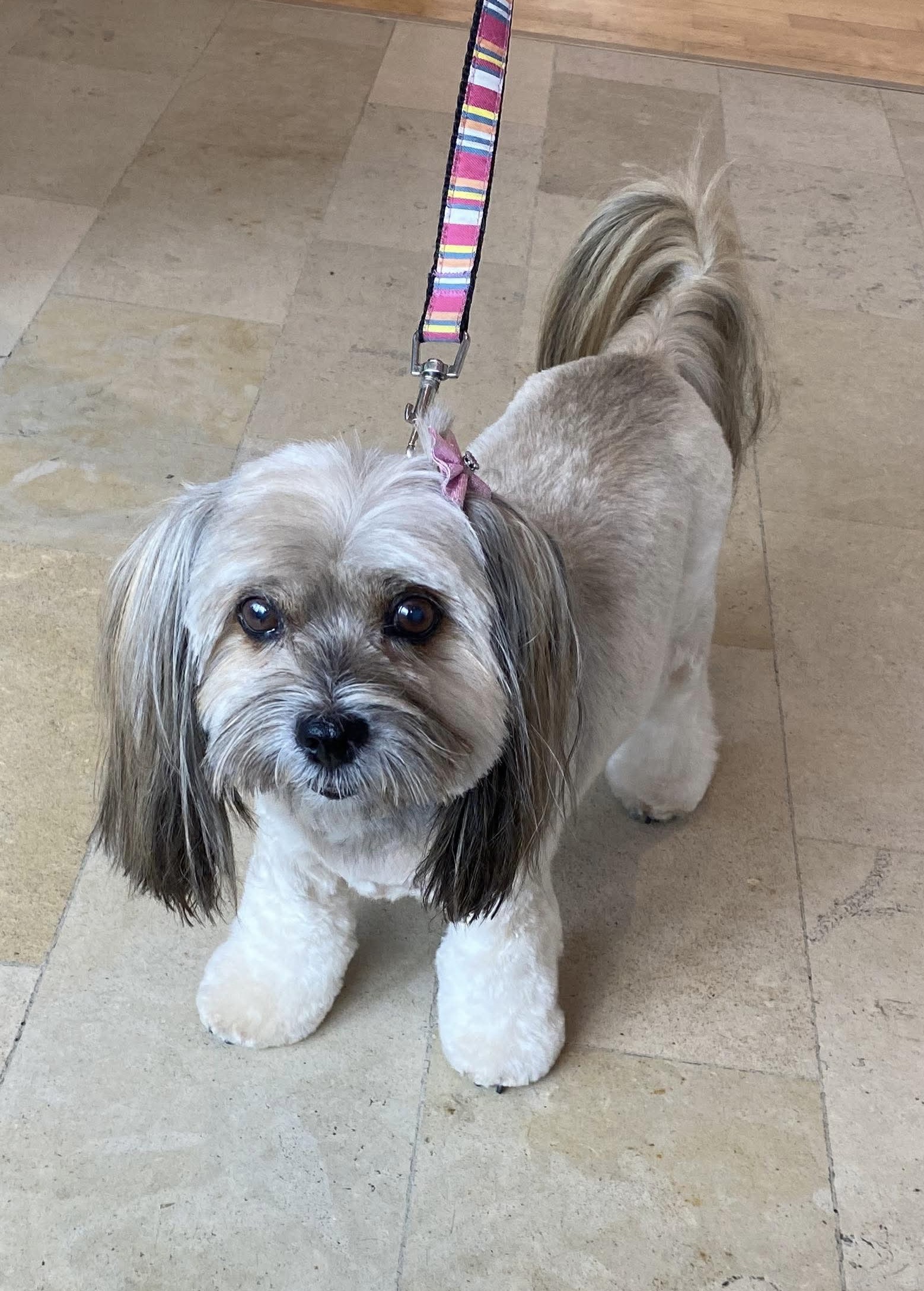 Paws & Play Perth — Pet Groomers