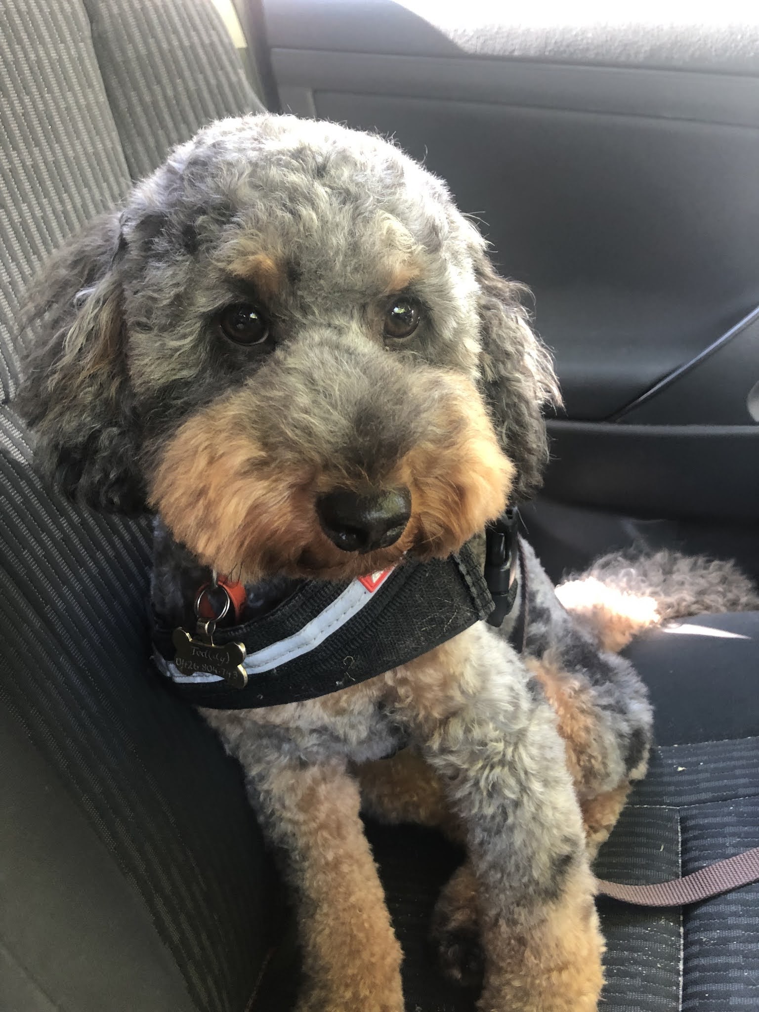 Paws & Play Perth