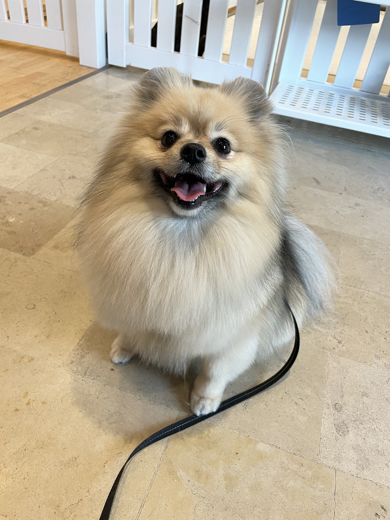 Paws & Play Perth