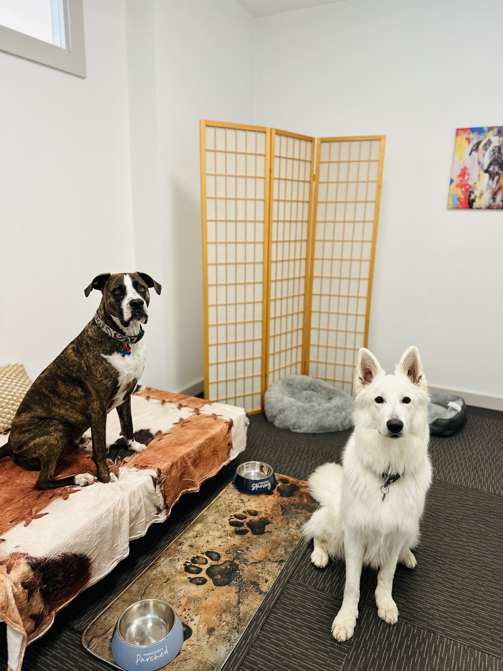 City Lickers Dog Day Stay - Doggy Day Care Perth