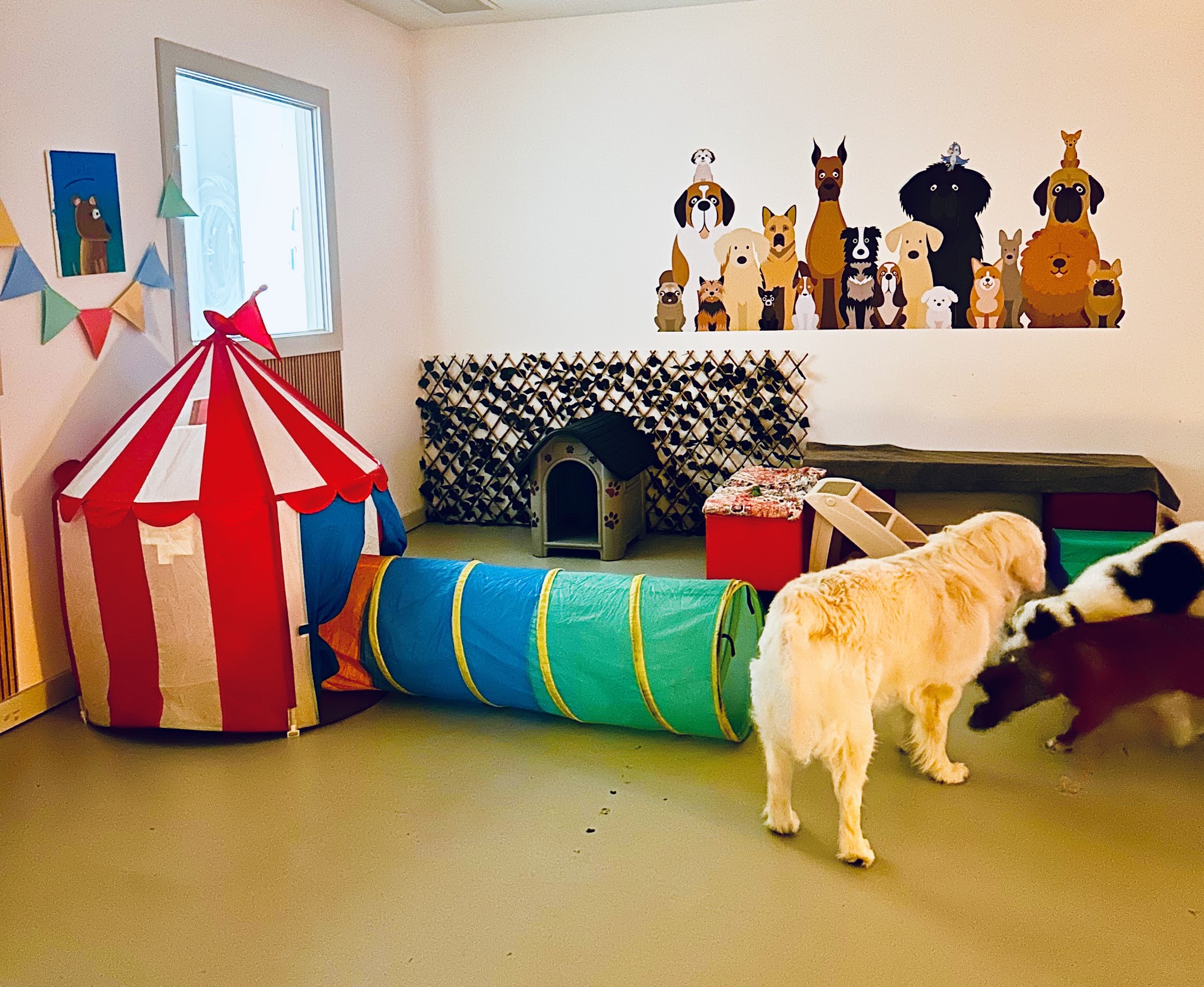 City Lickers Dog Day Stay - Doggy Day Care Perth
