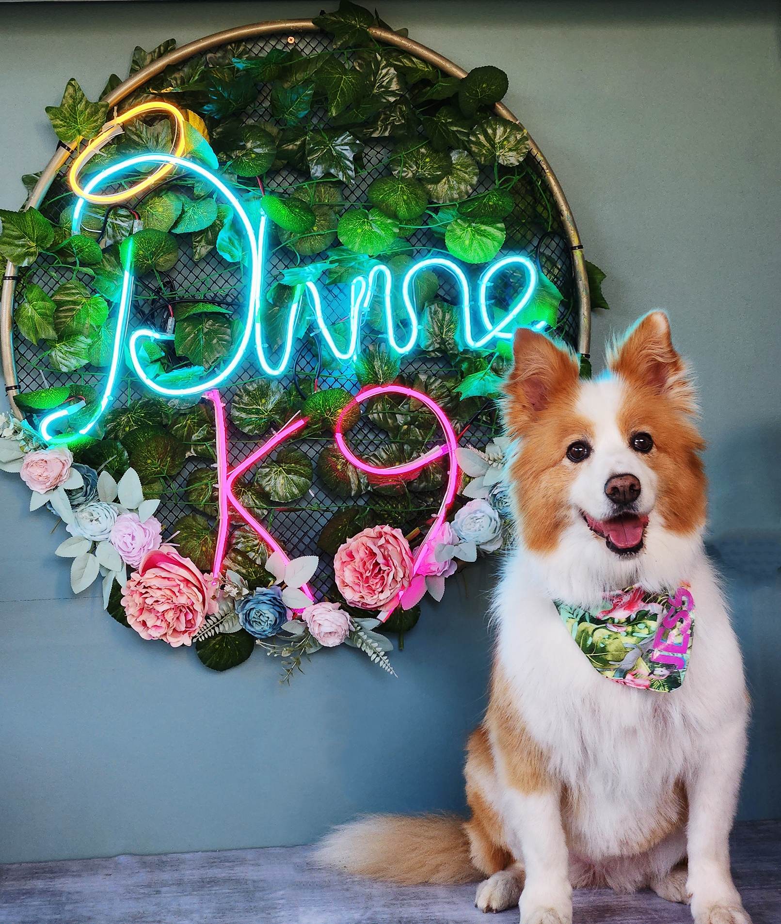 Divine K9s Dog grooming — Pet Groomers