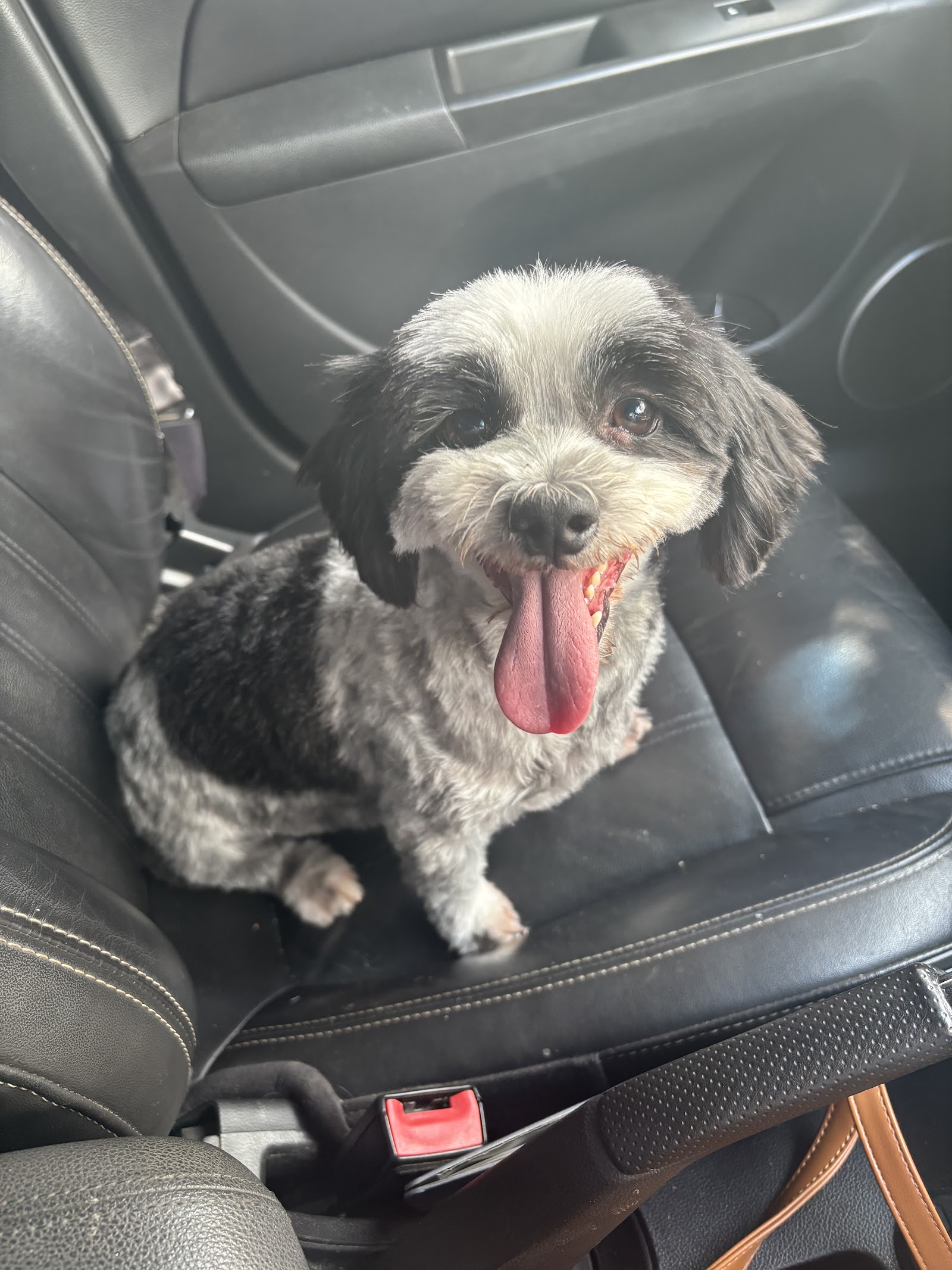Rockabullies Dog Wash — Pet Groomers