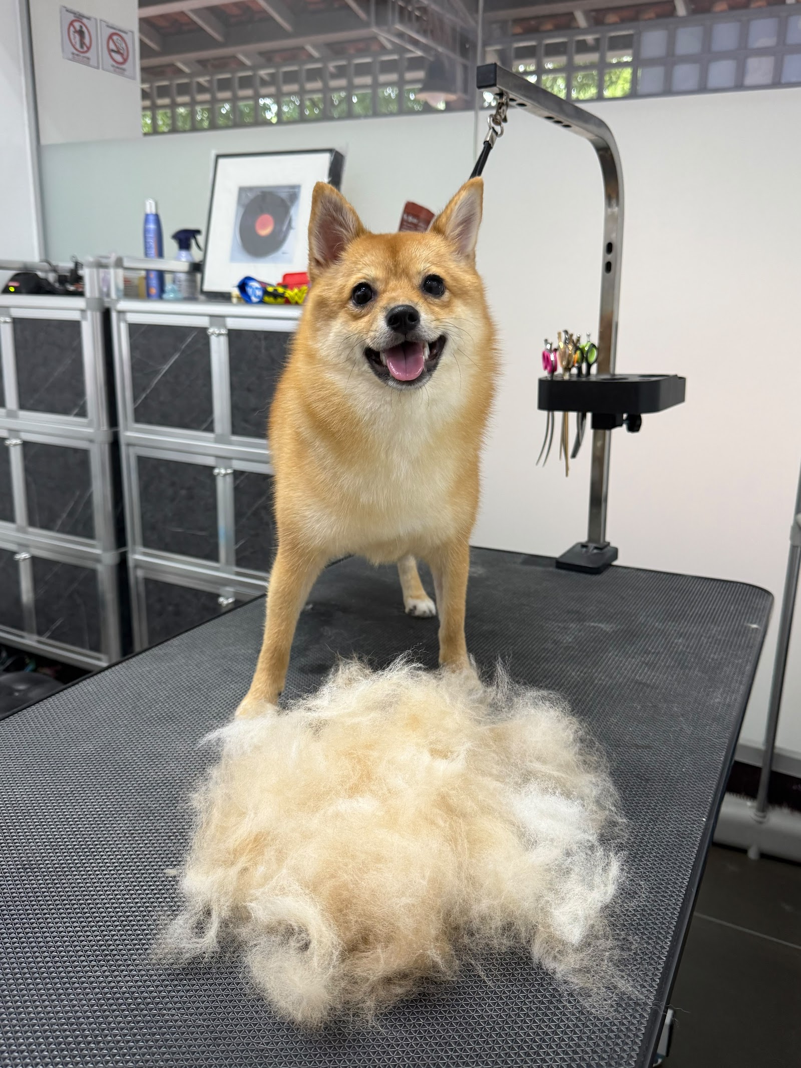 Bark Studio