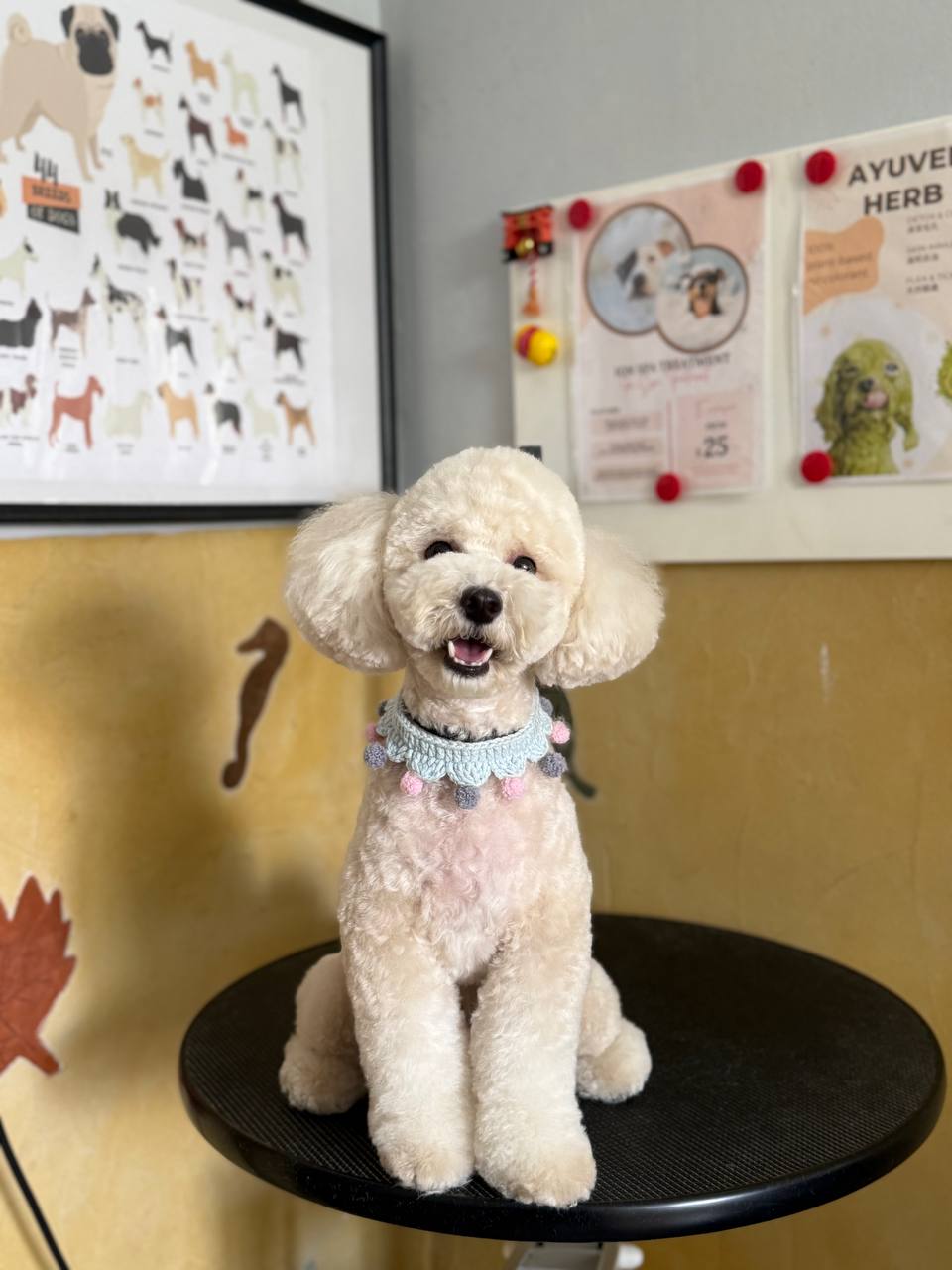 Bark Studio — Pet Groomers