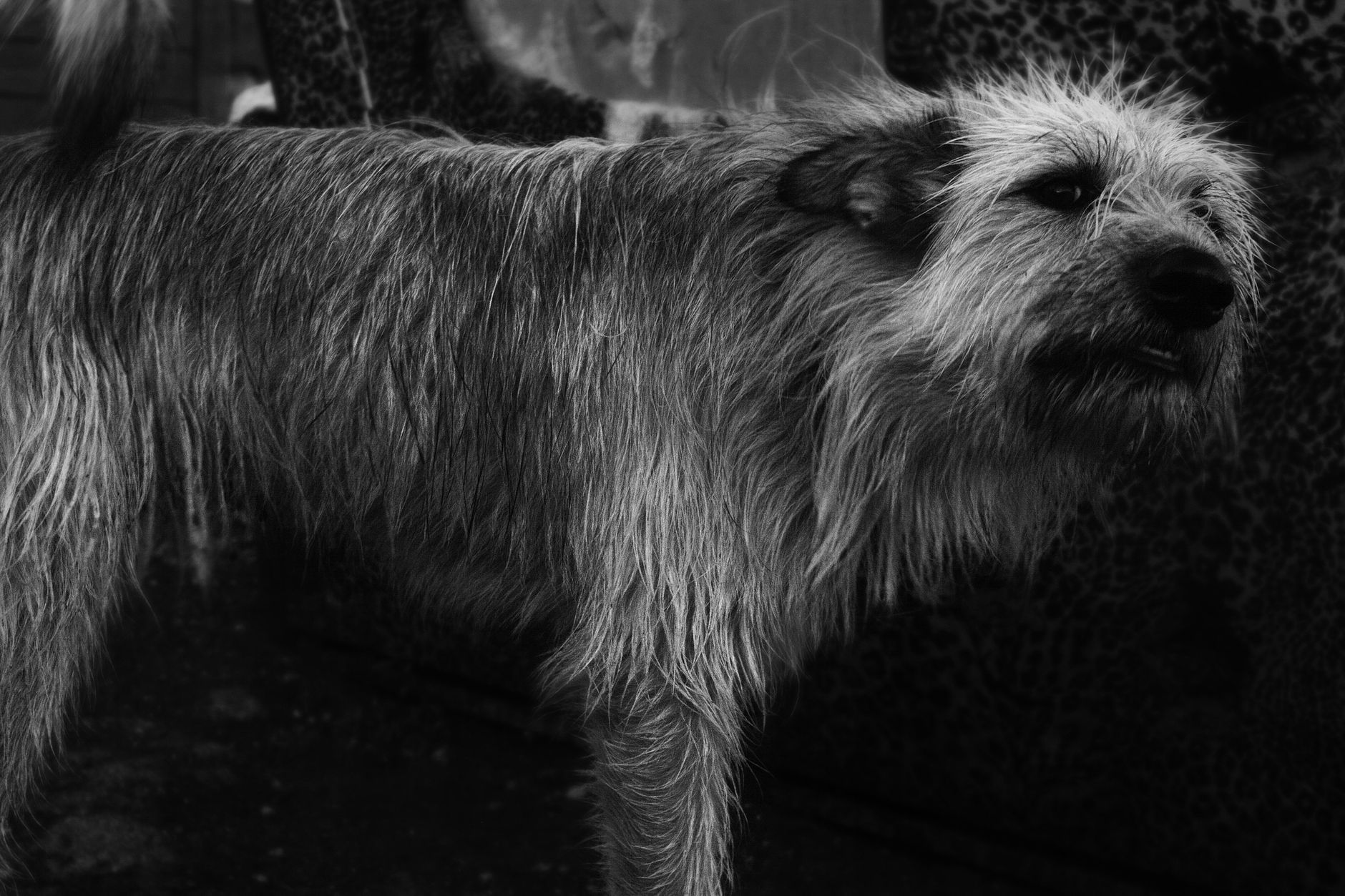DR-DOGS