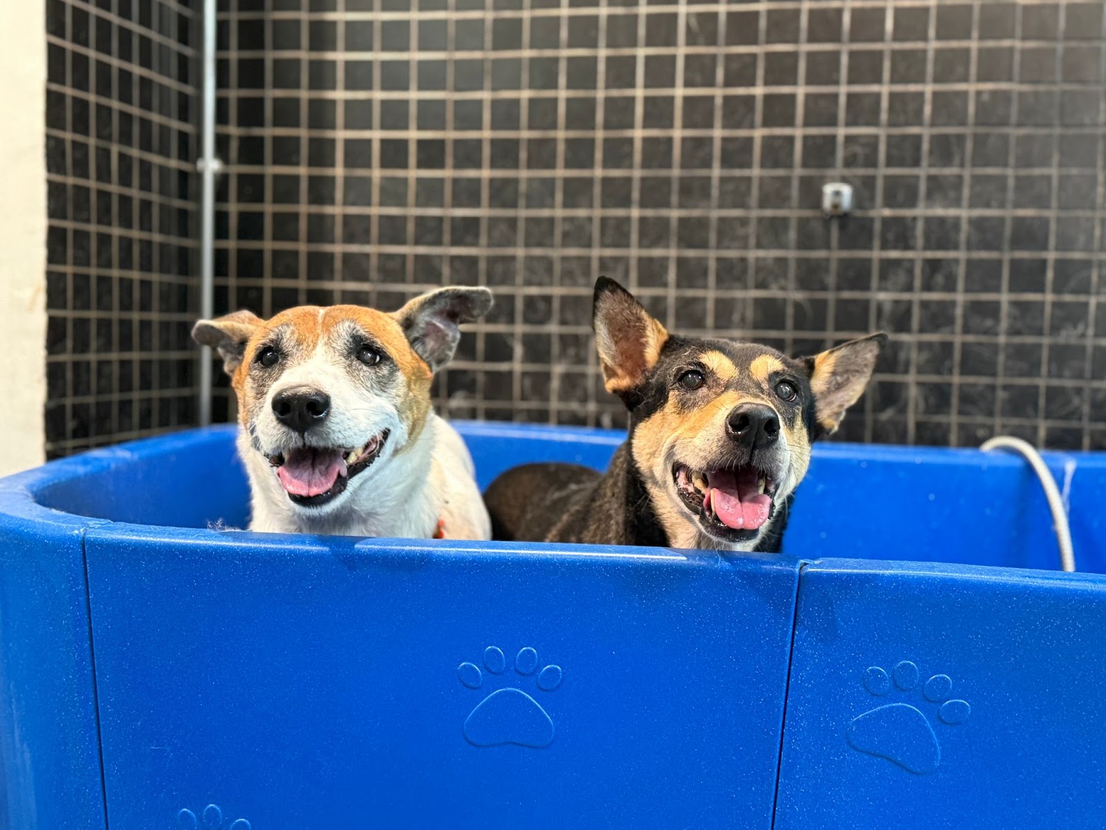Dirty Dogs Pte Ltd