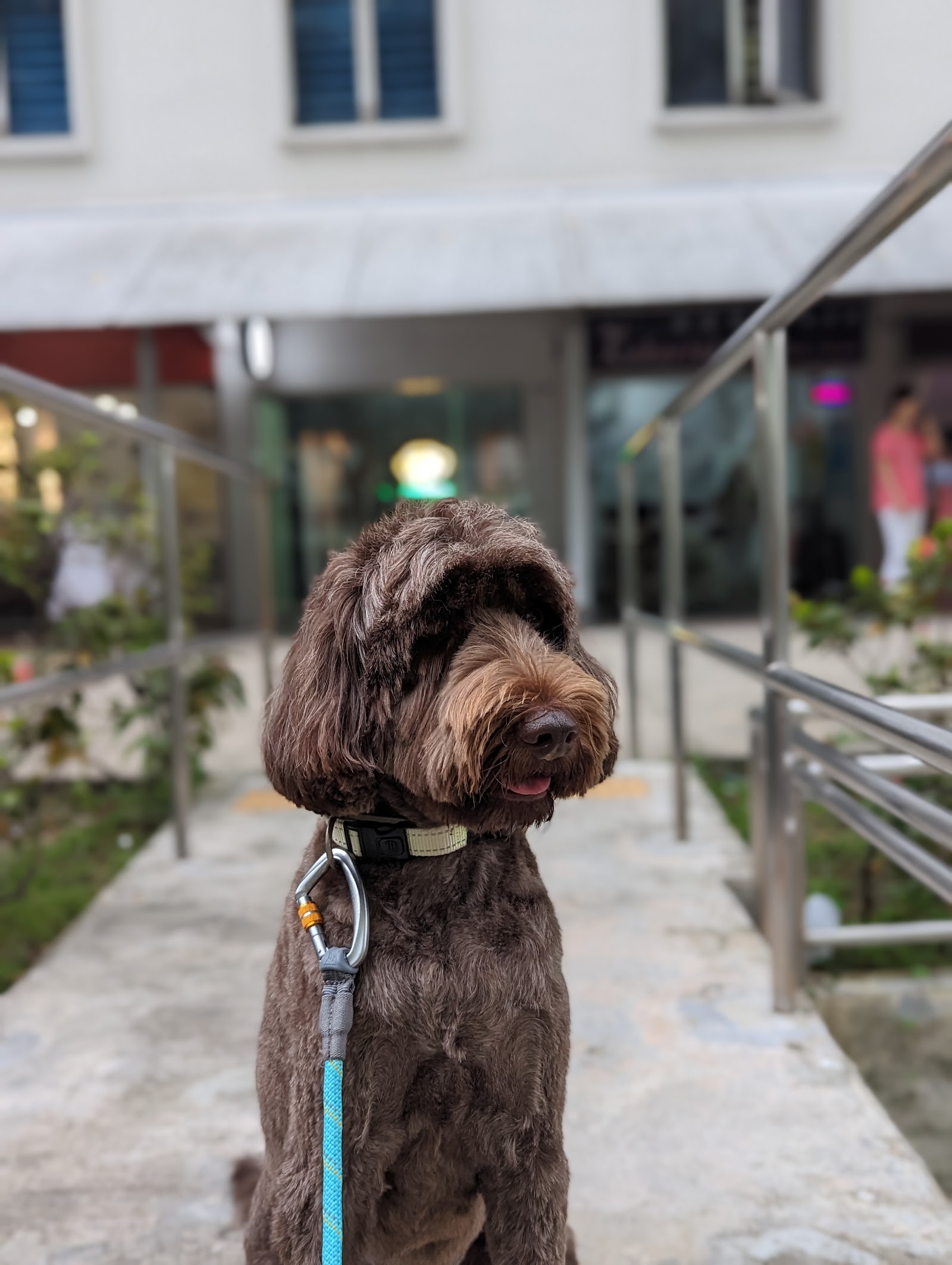 Dirty Dogs Pte Ltd