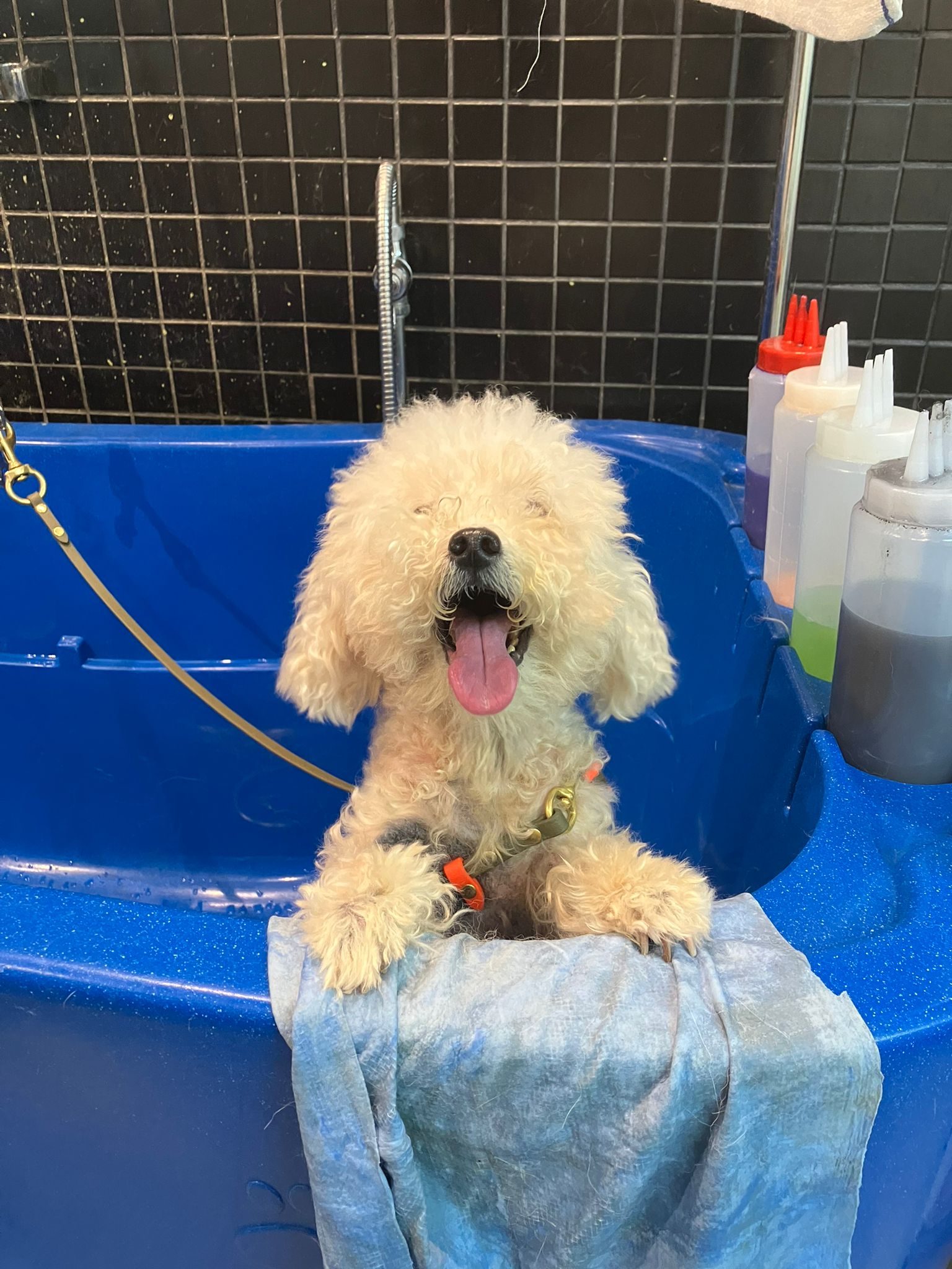 Dirty Dogs Pte Ltd
