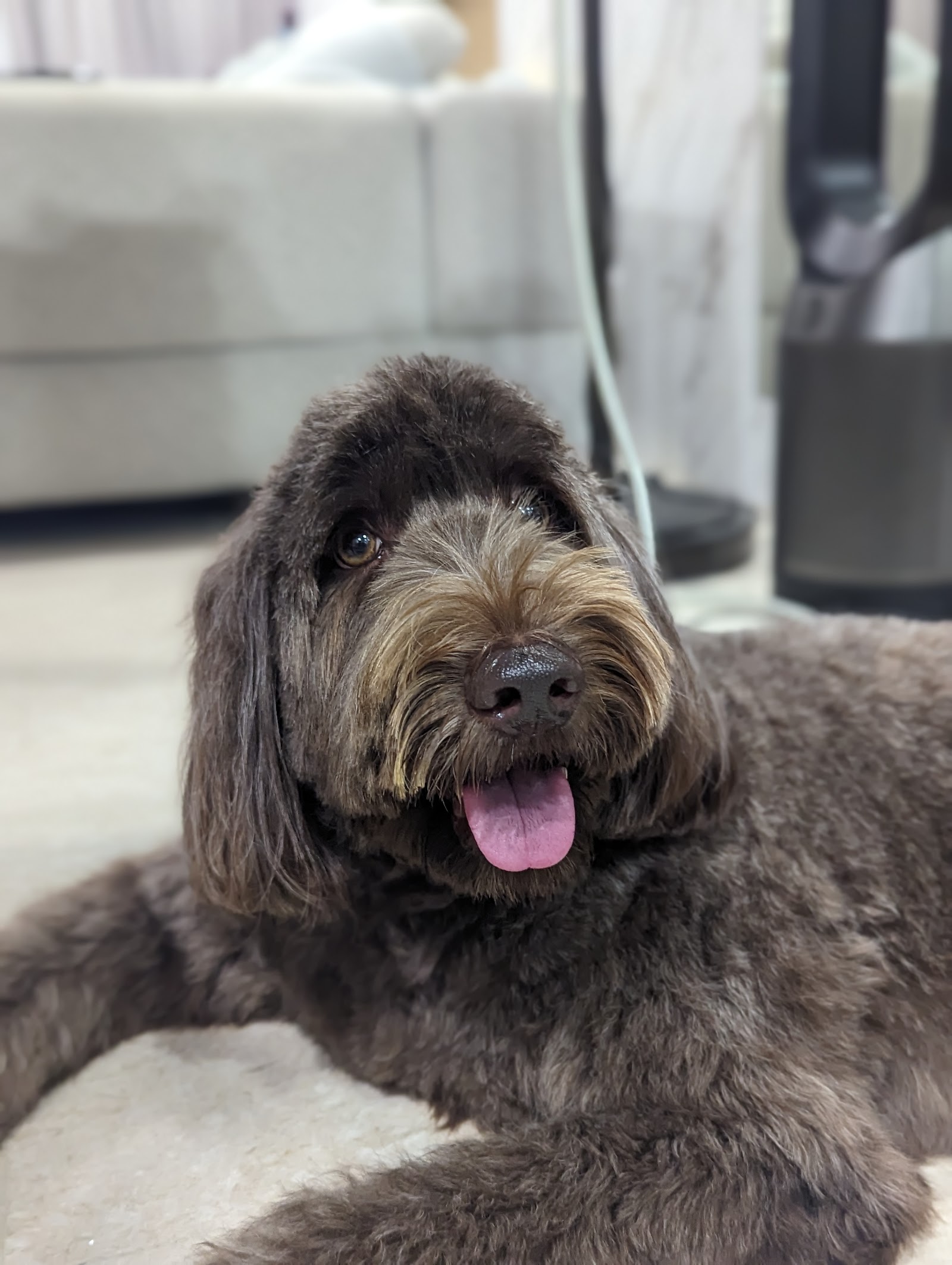 Dirty Dogs Pte Ltd