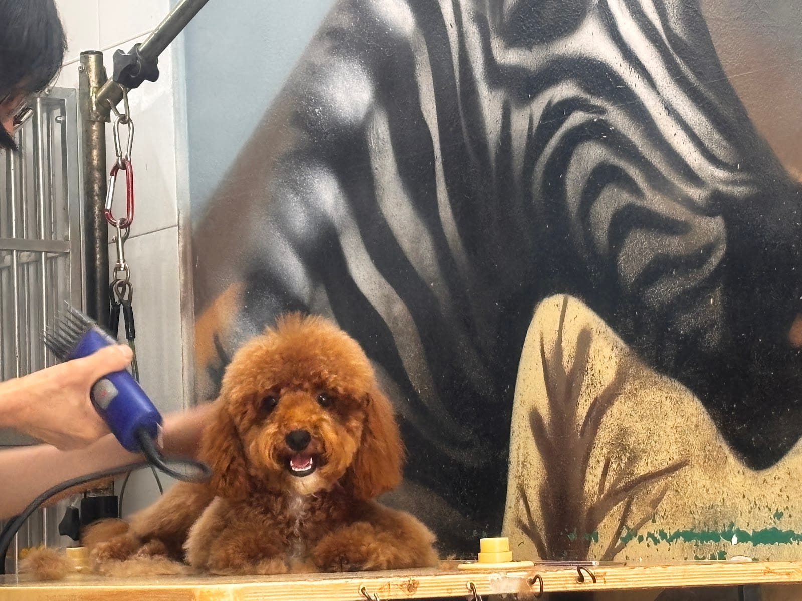 MAD About Grooming!
