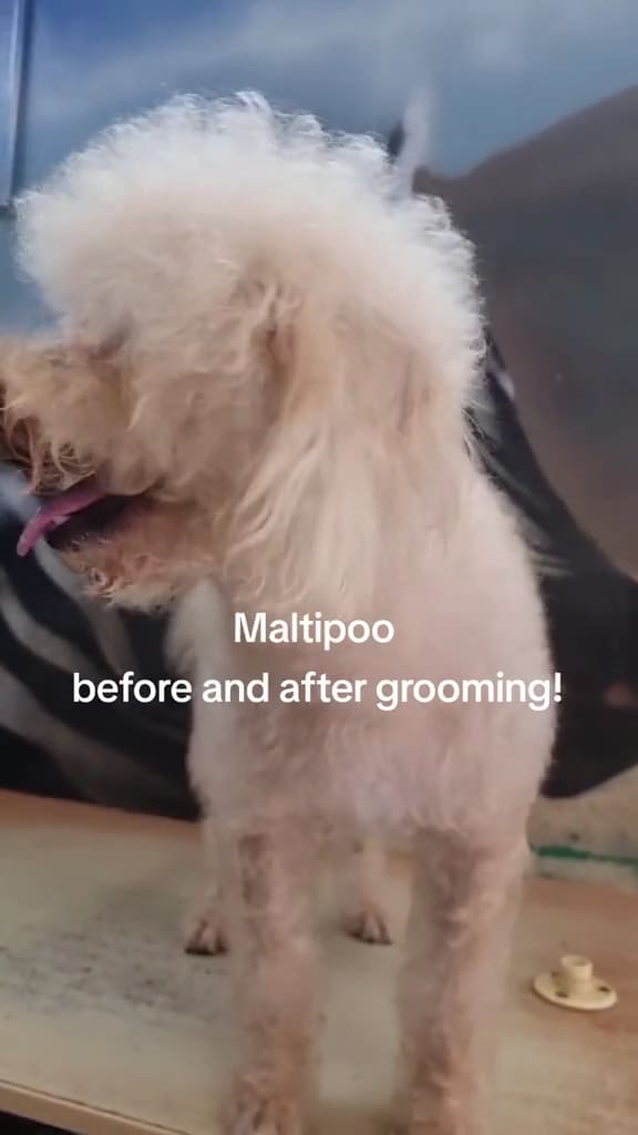 MAD About Grooming!