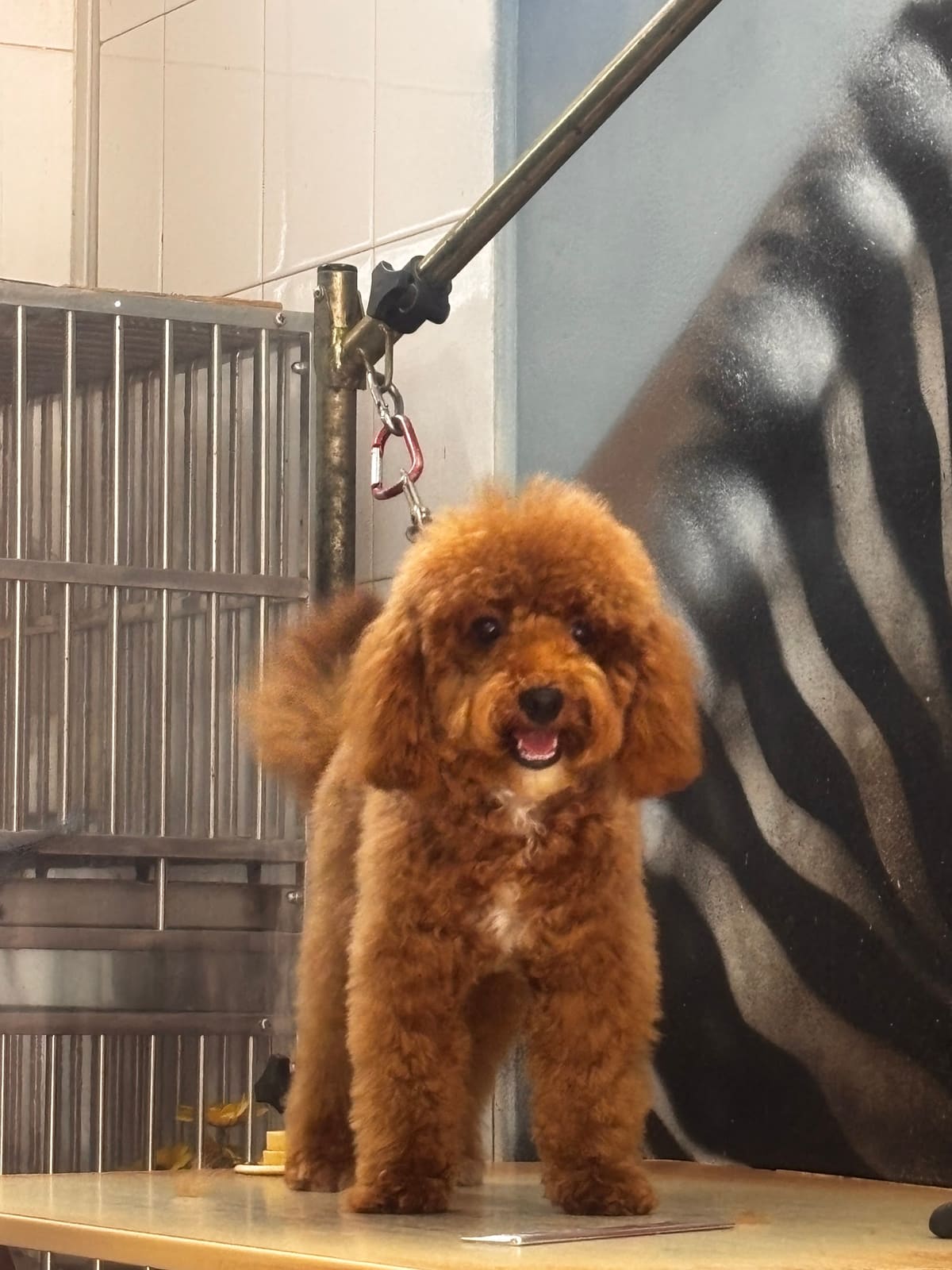 MAD About Grooming!