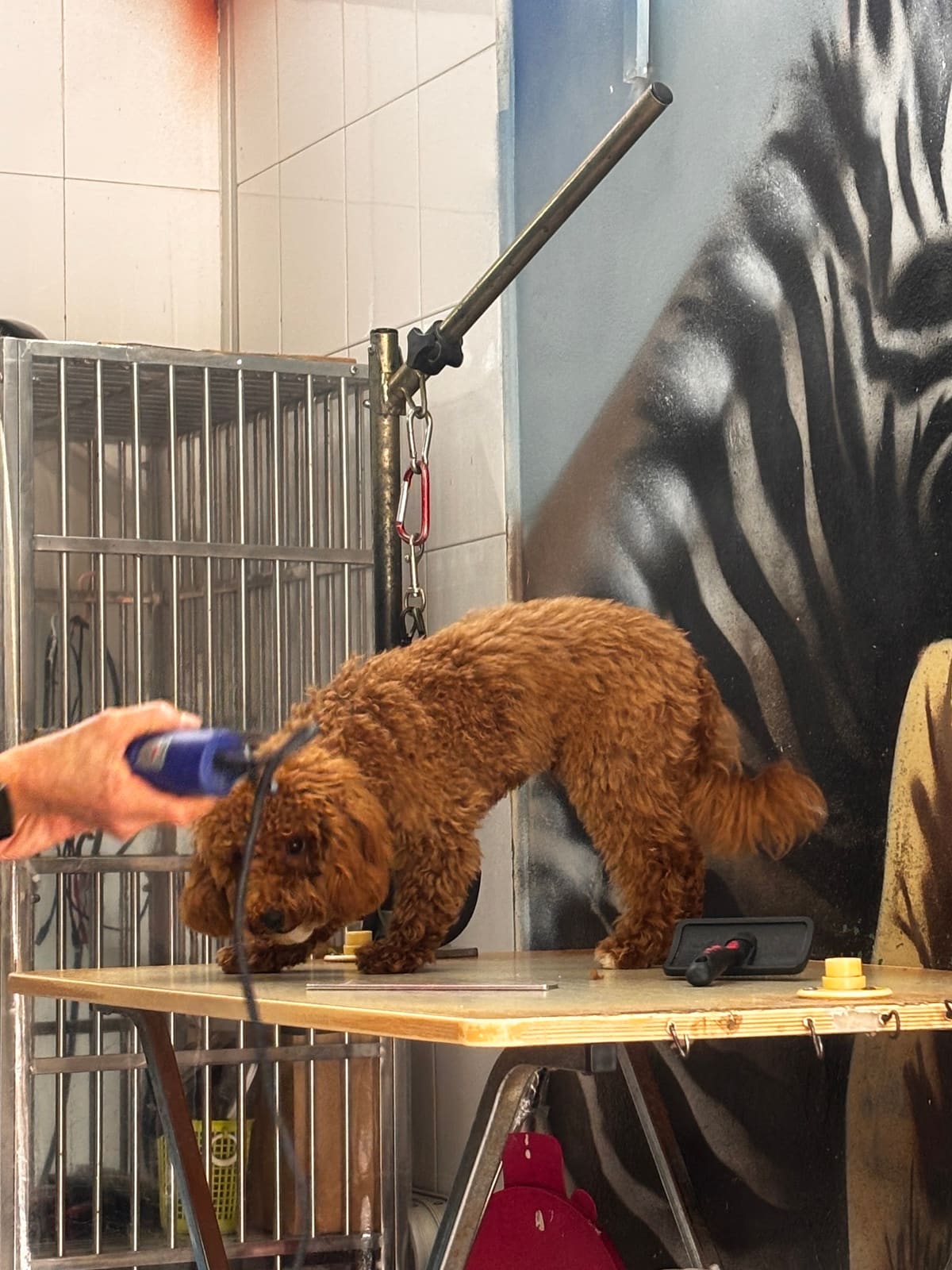 MAD About Grooming!