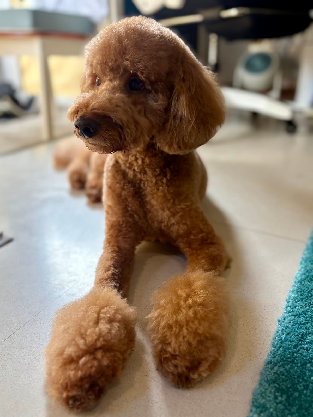 MAD About Grooming! — Pet Groomers