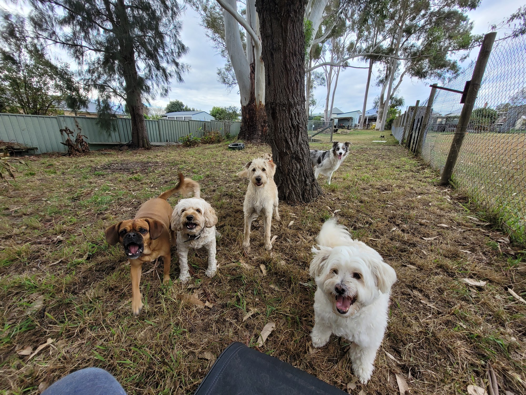 DOGGY RETREAT