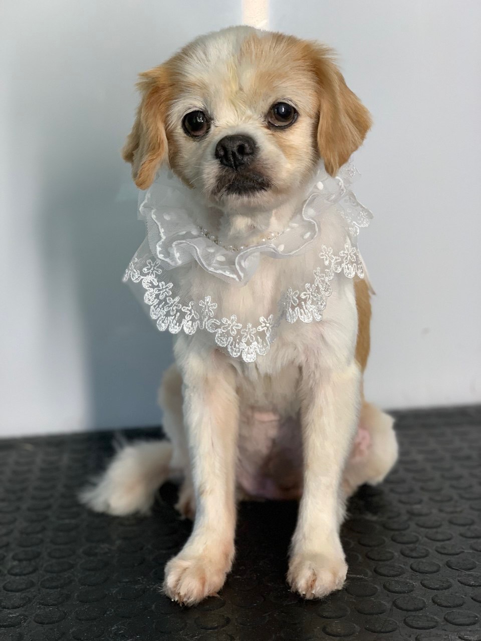 LuxeDog Mobile Grooming - Wollongong / Illawarra NSW