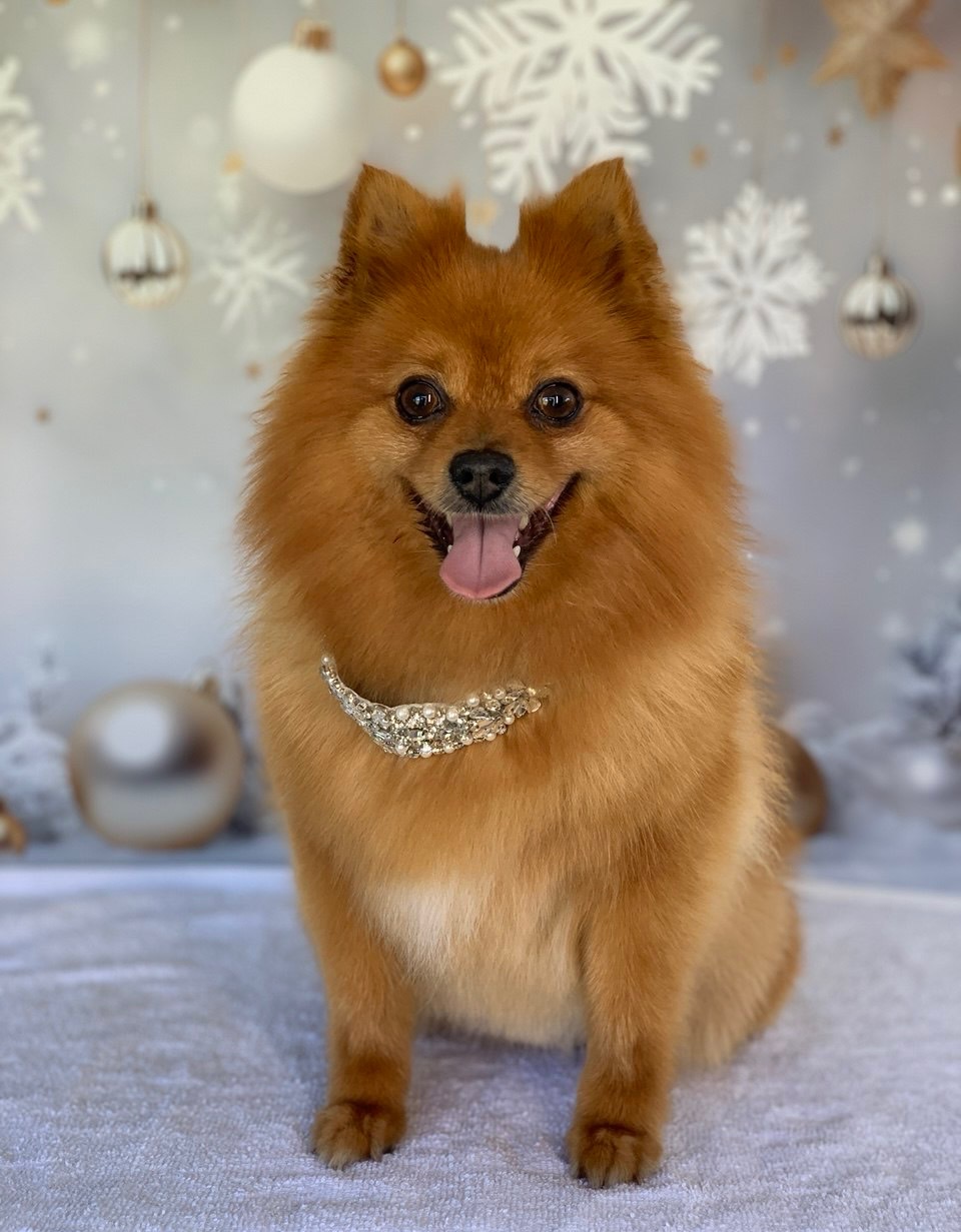 LuxeDog Mobile Grooming - Wollongong / Illawarra NSW — Pet Groomers