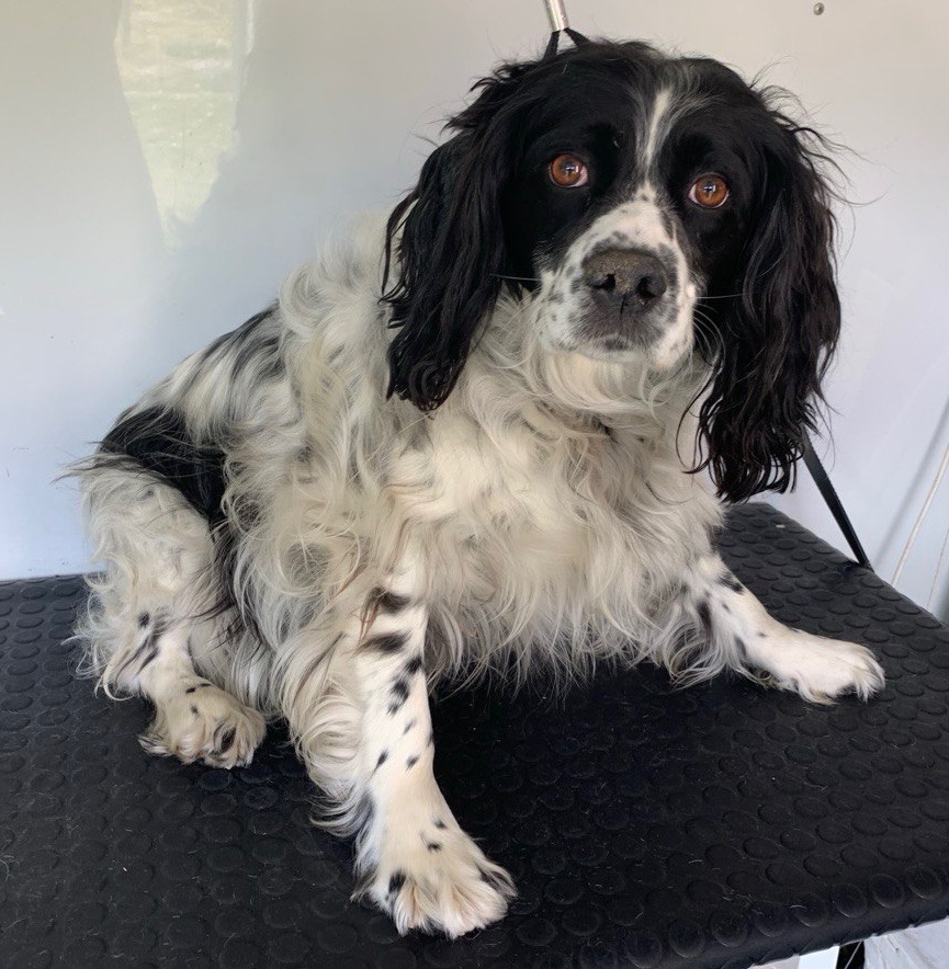 LuxeDog Mobile Grooming - Wollongong / Illawarra NSW