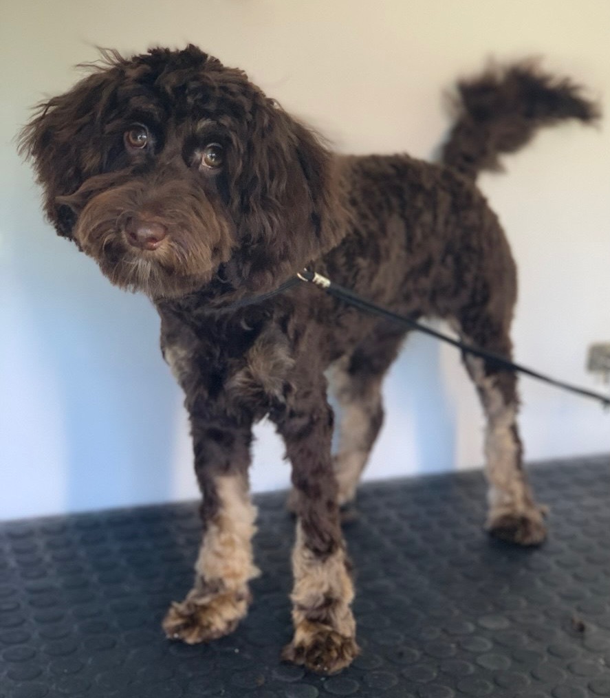 LuxeDog Mobile Grooming - Wollongong / Illawarra NSW