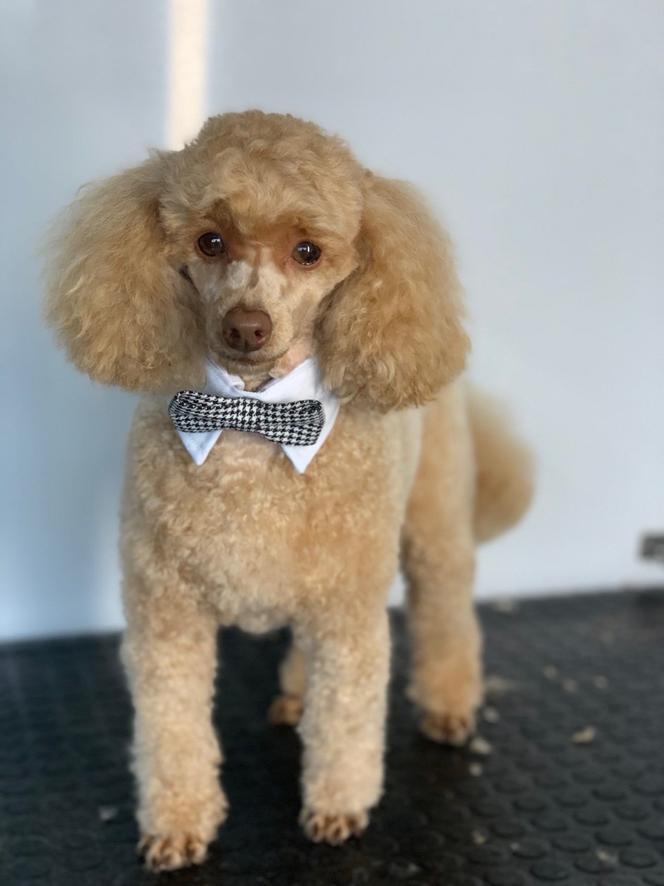 LuxeDog Mobile Grooming - Wollongong / Illawarra NSW