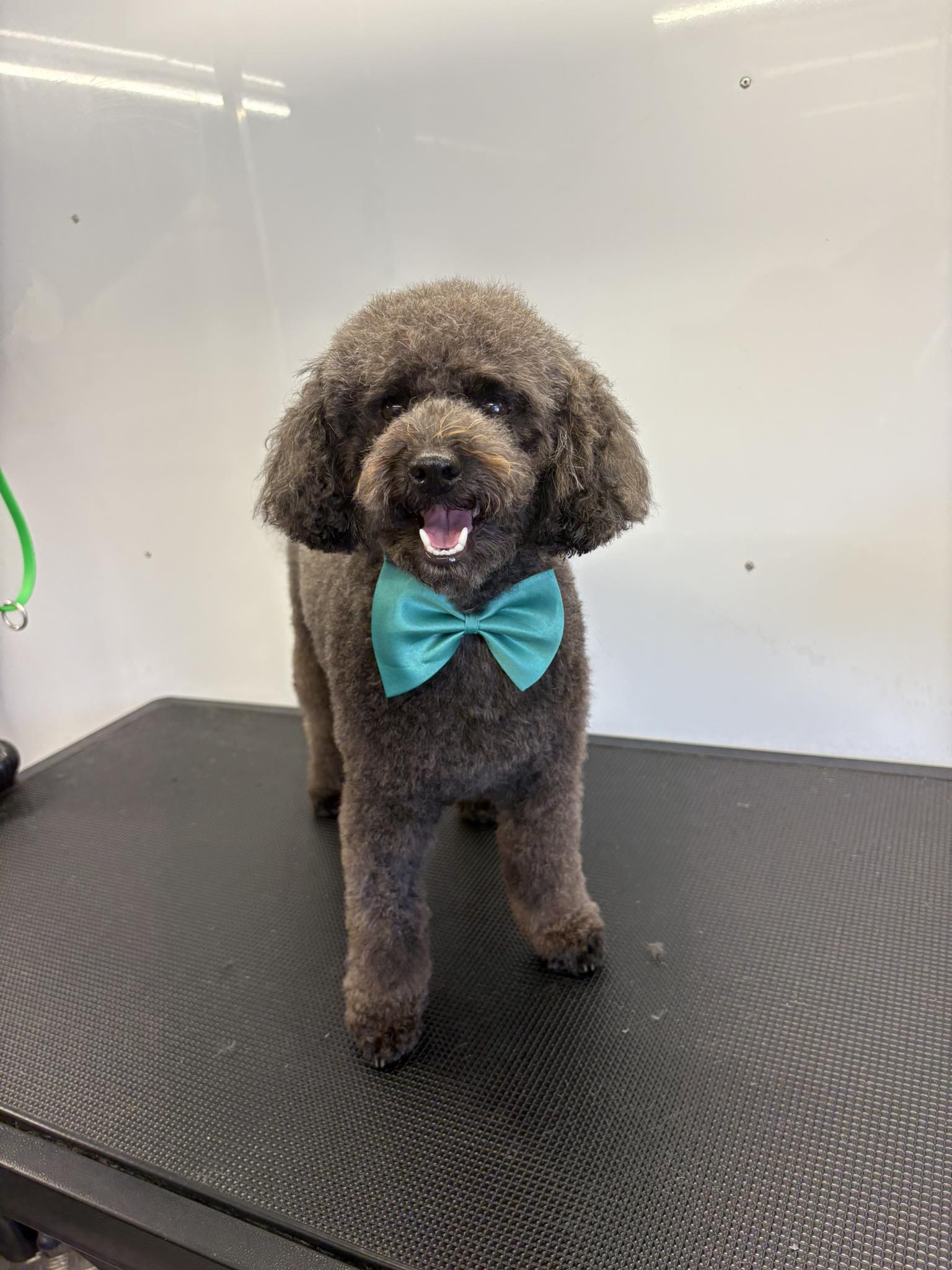 Fur-tastic Bowtique — Pet Groomers