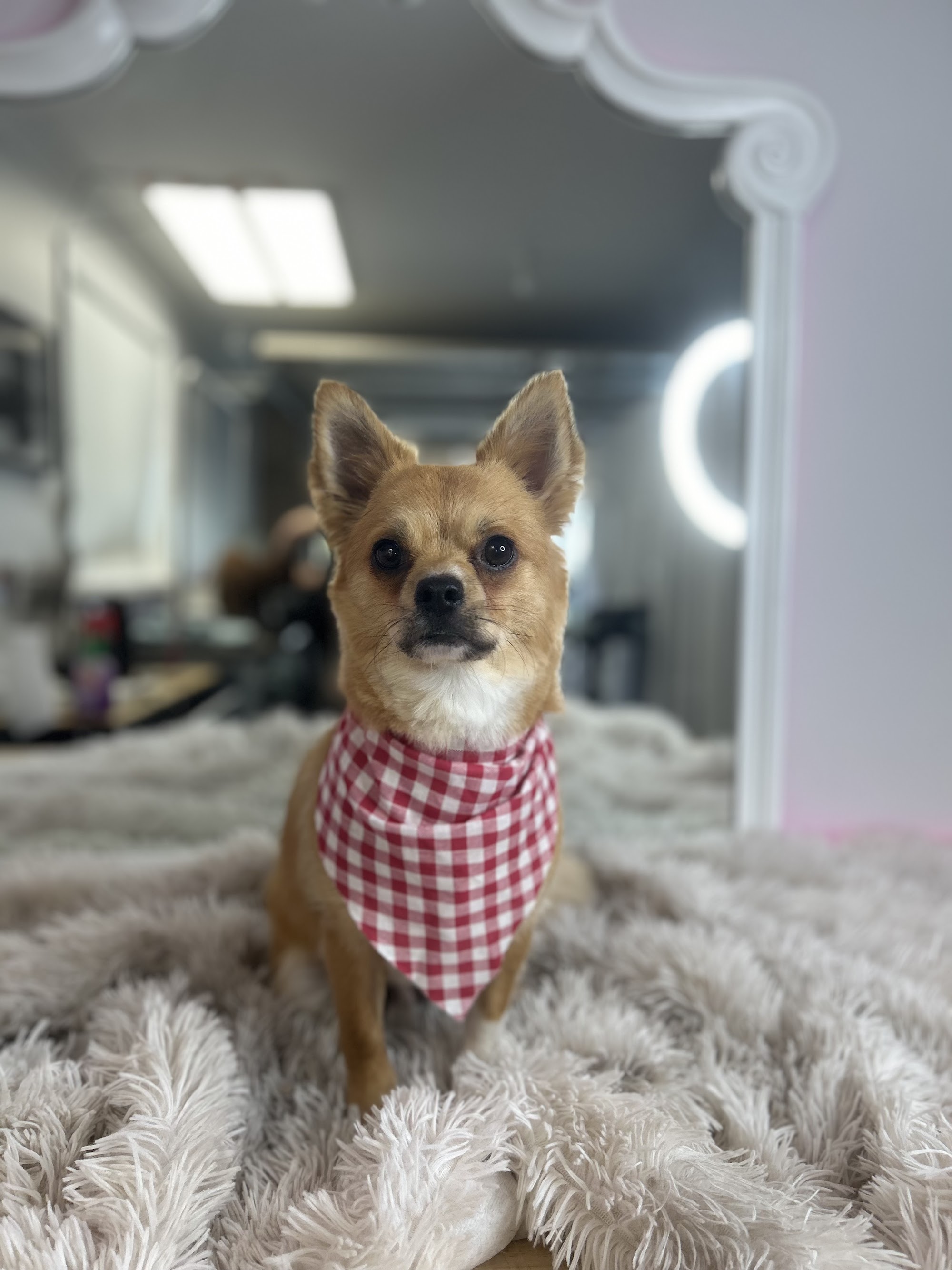 Bark Avengers Mobile Dog Grooming — Pet Groomers