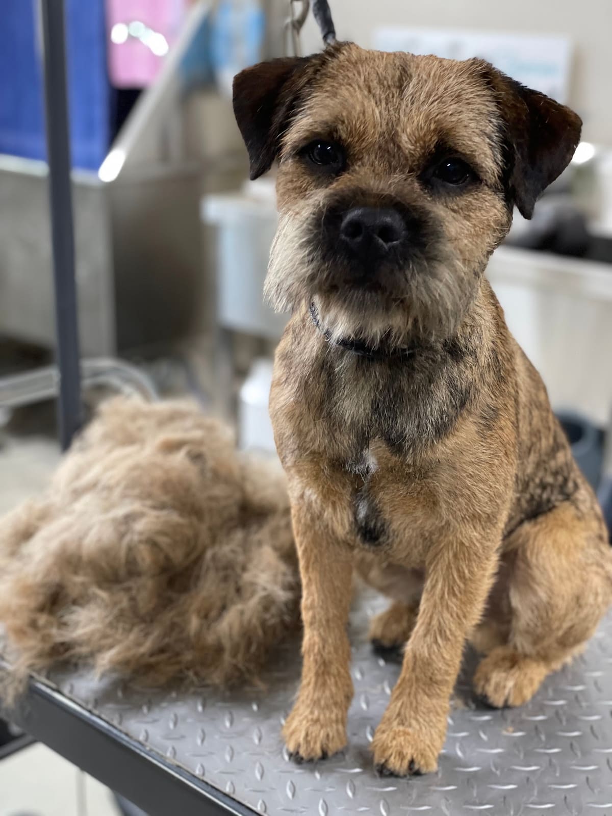 The Refined Canine — Pet Groomers