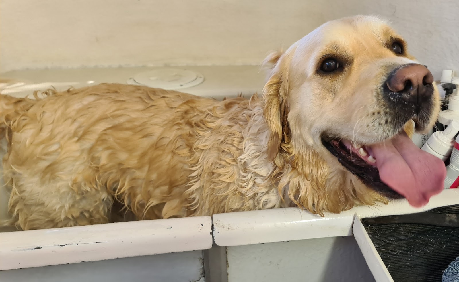 Happy Hounds Dog Wash and Grooming