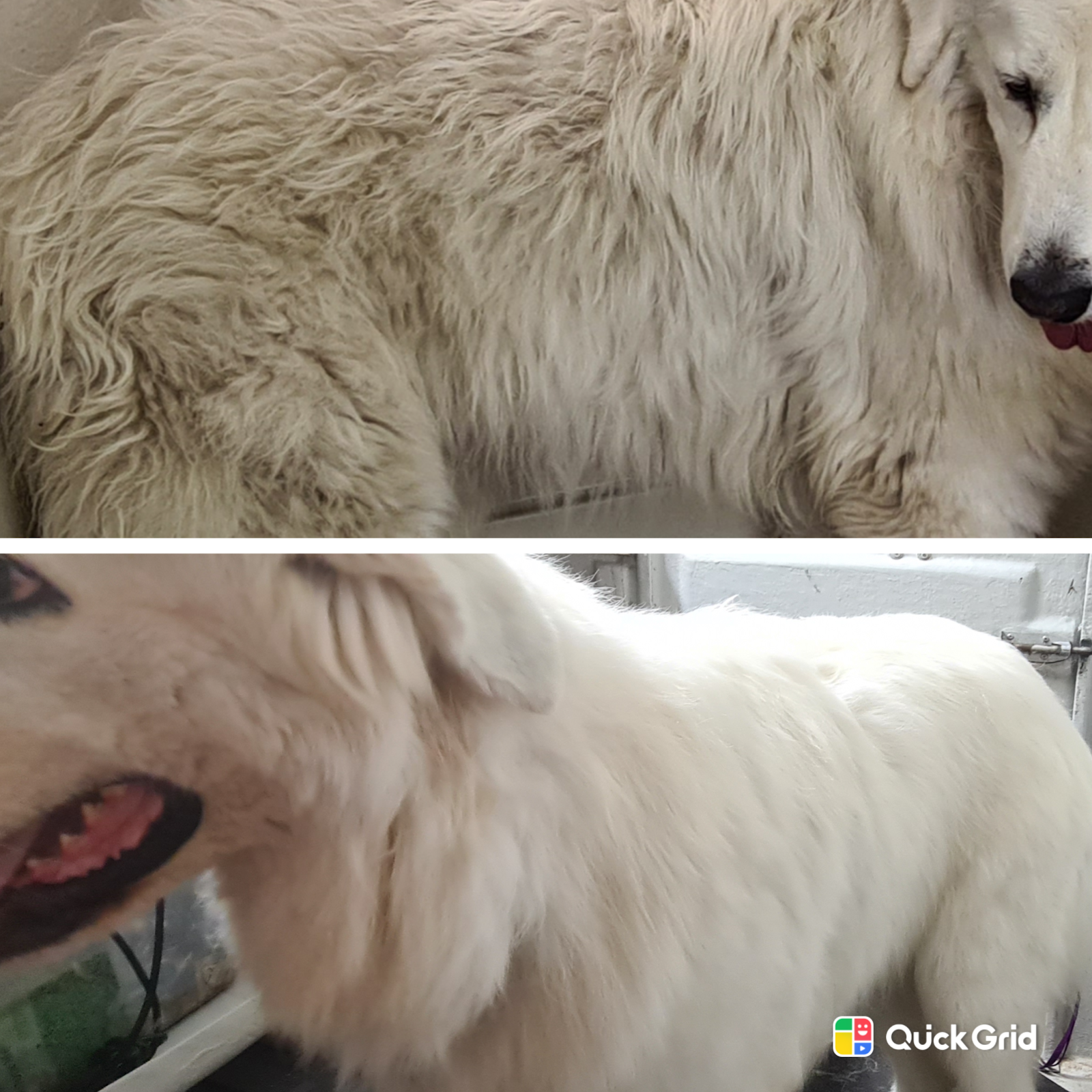 Happy Hounds Dog Wash and Grooming