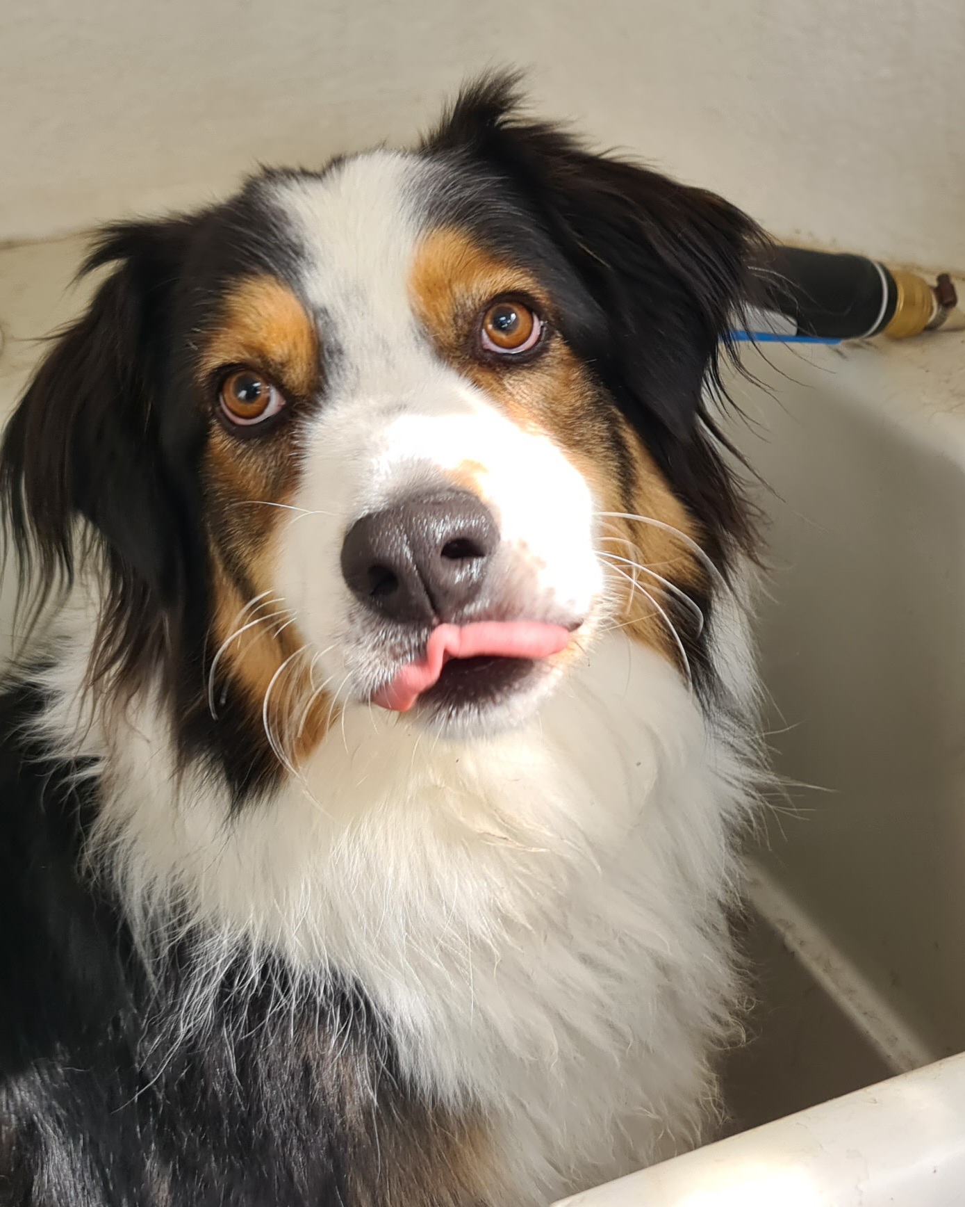 Happy Hounds Dog Wash and Grooming