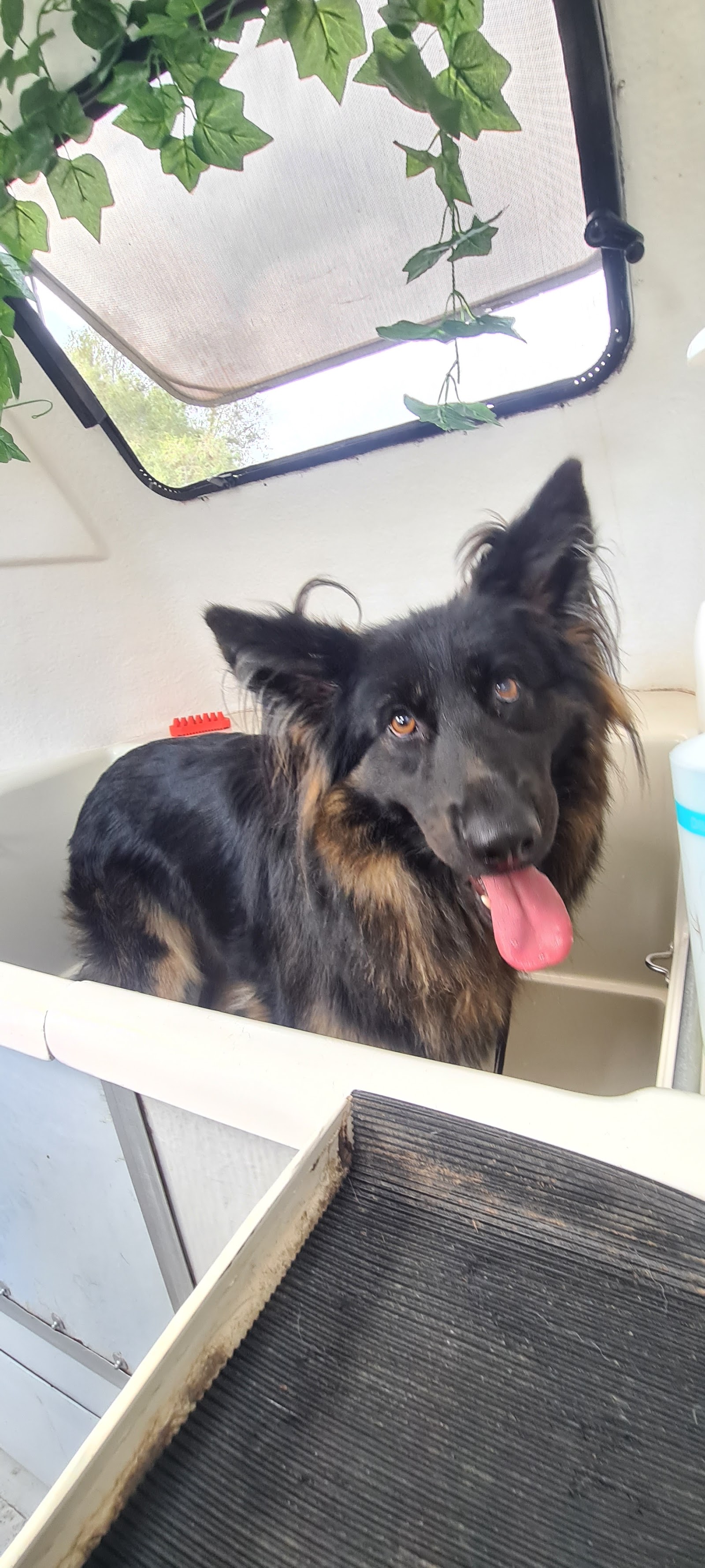 Happy Hounds Dog Wash and Grooming