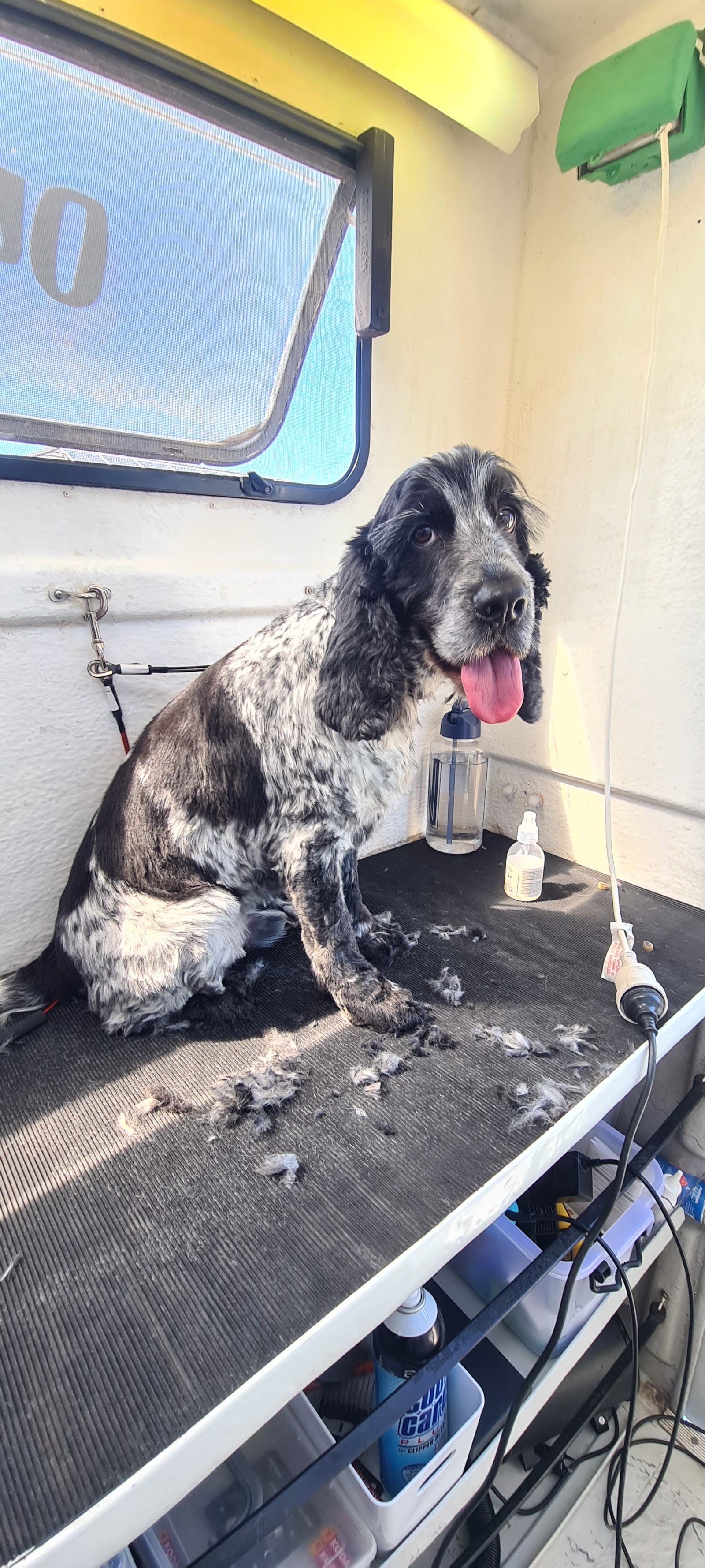 Happy Hounds Dog Wash and Grooming
